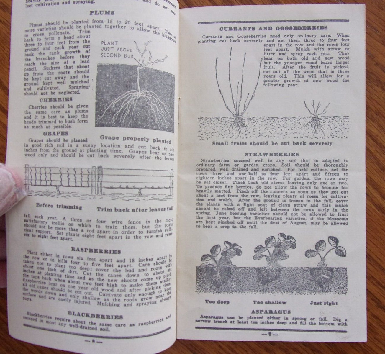 VINTAGE OWATONNA MINNESOTA CASHMAN NURSERIES PLANTING & CARE BROCHURE 1940&rsquo;S?