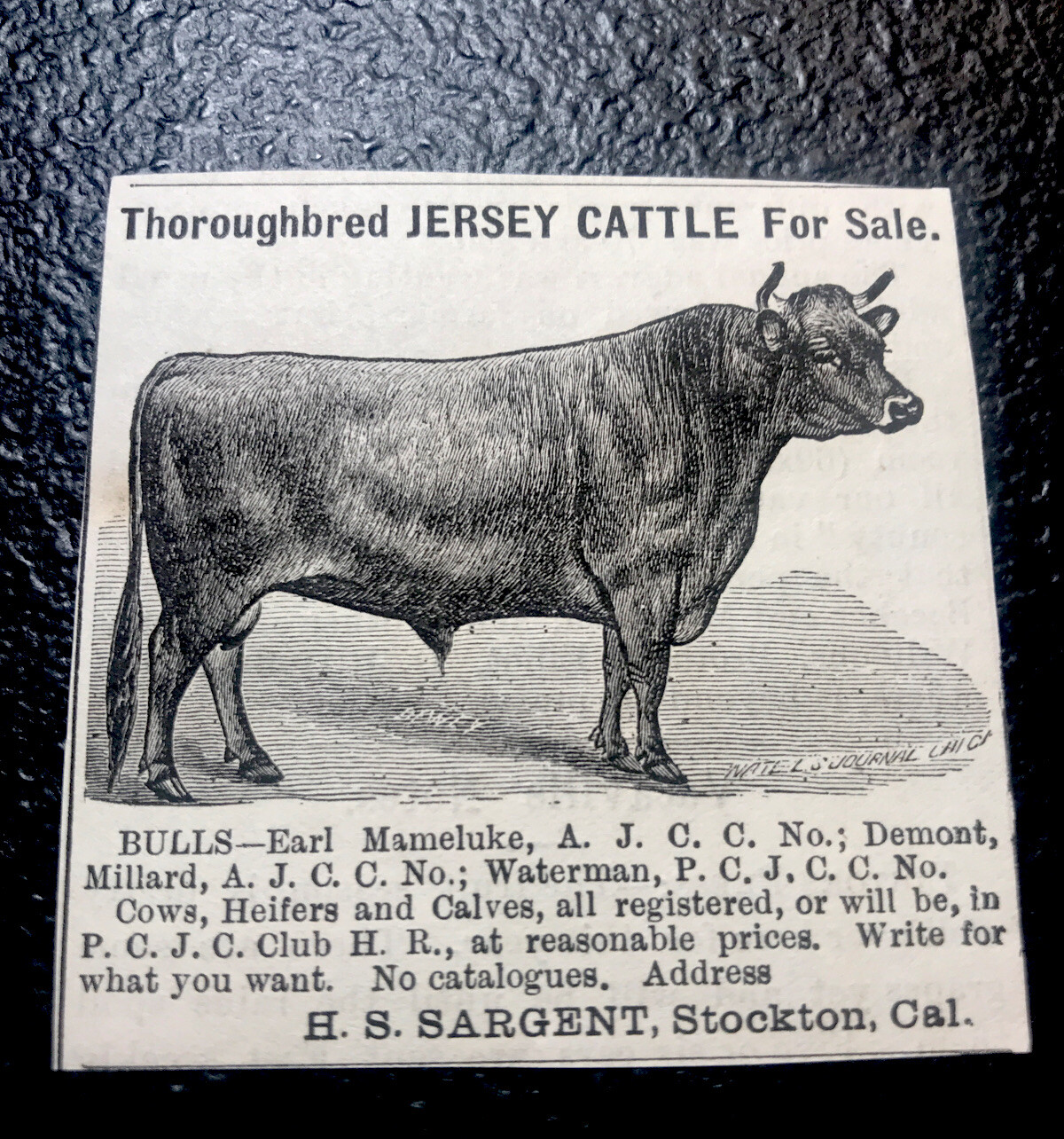 1886 H. S. Sargent Cattle Farm Advertising – Stockton – California – Cow