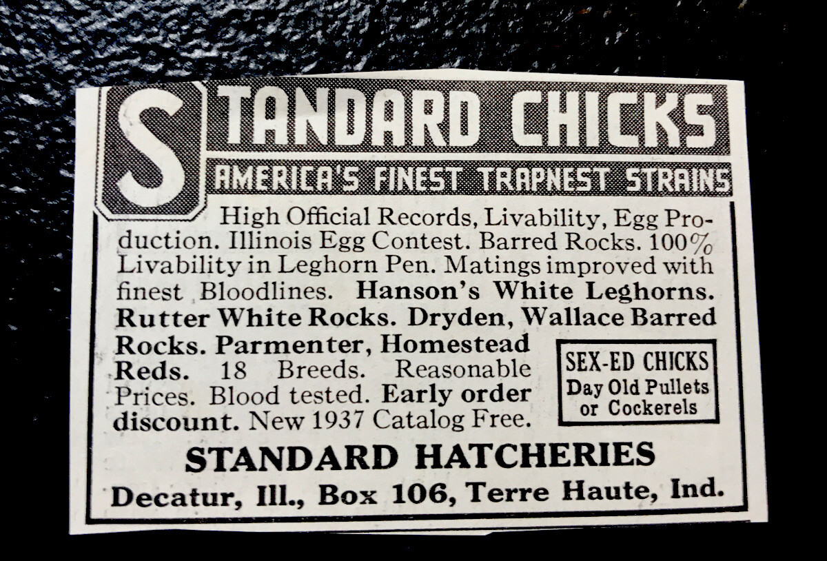 1936 Standard Hatcheries – Chicken Farm Advertising – Terre Haute – Indiana