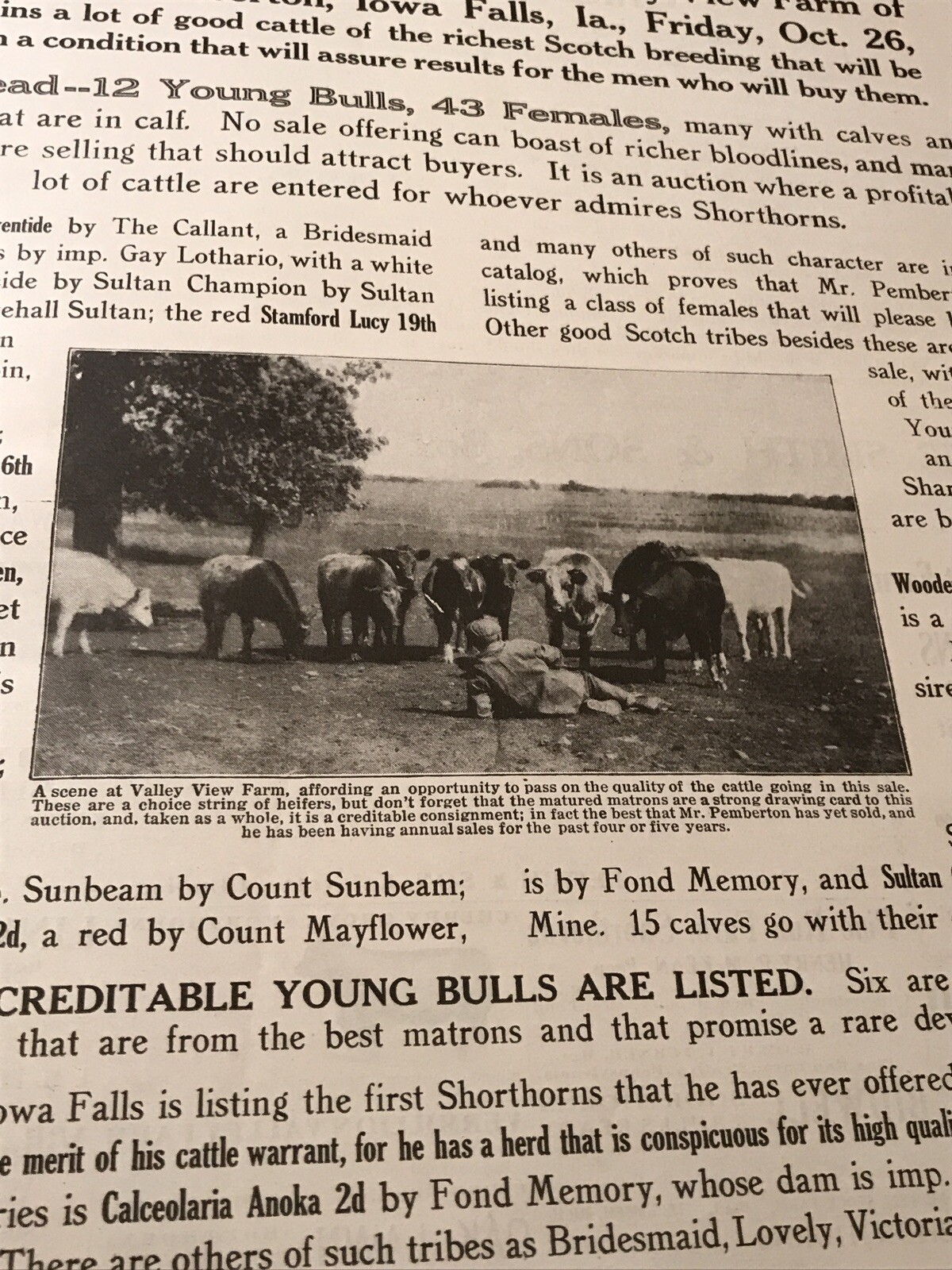 1917 Cattle Livestock Public Sale Poster – Iowa Falls – Iowa – Cow Advertising