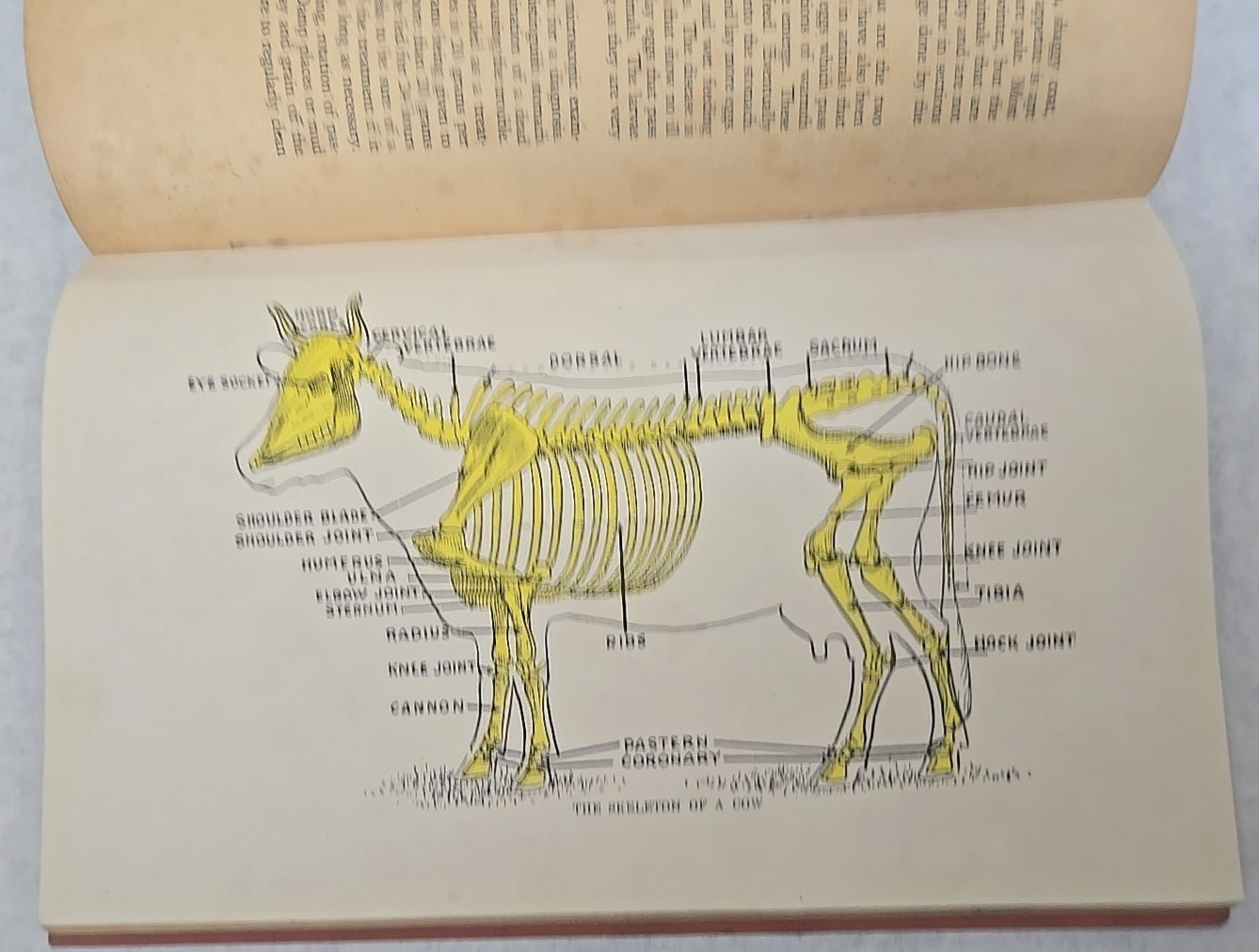 Vintage 1947 Hoard&rsquo;s Dairyman How to Treat Common Ailments of Farm Animals