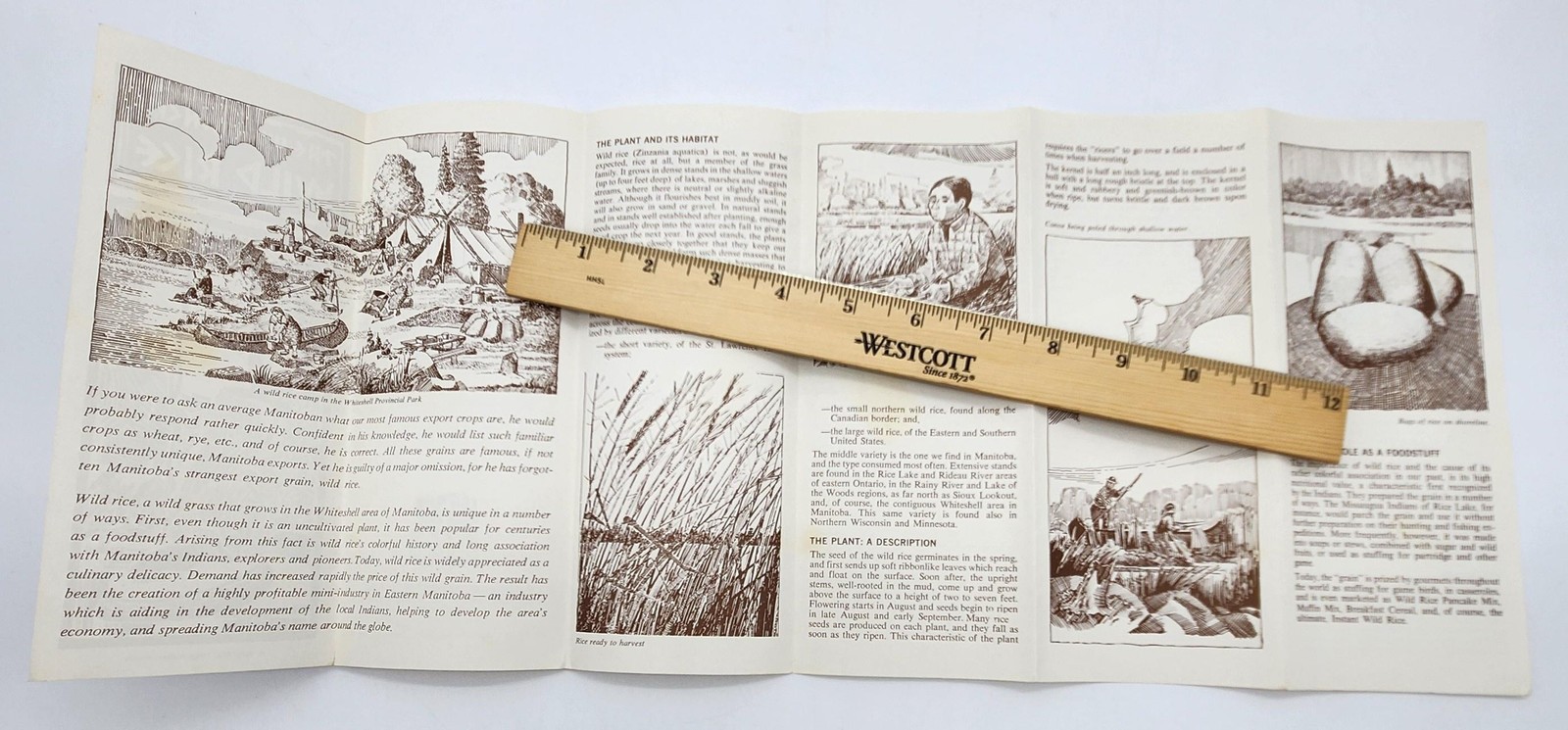 Unknown Crop Wild Rice Manitoba Heritage Cultural Affairs History Canada Food