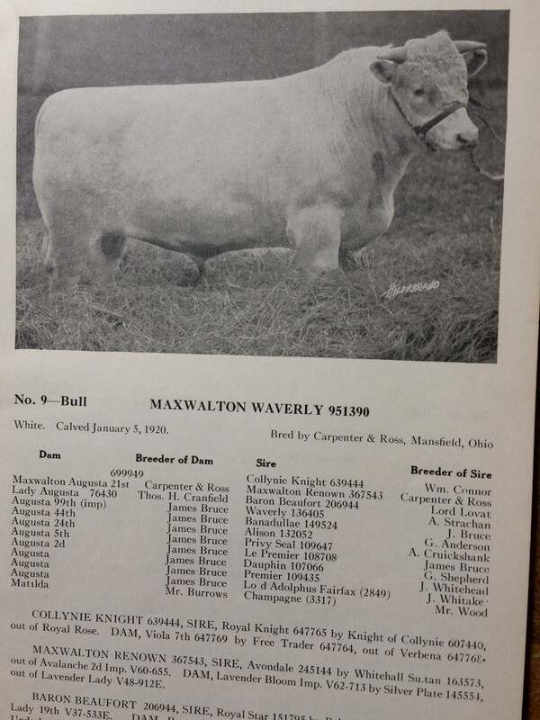 1921 Shorthorn Cattle Auction Catalog Stock Yards Chicago Carpenter & Ross OH