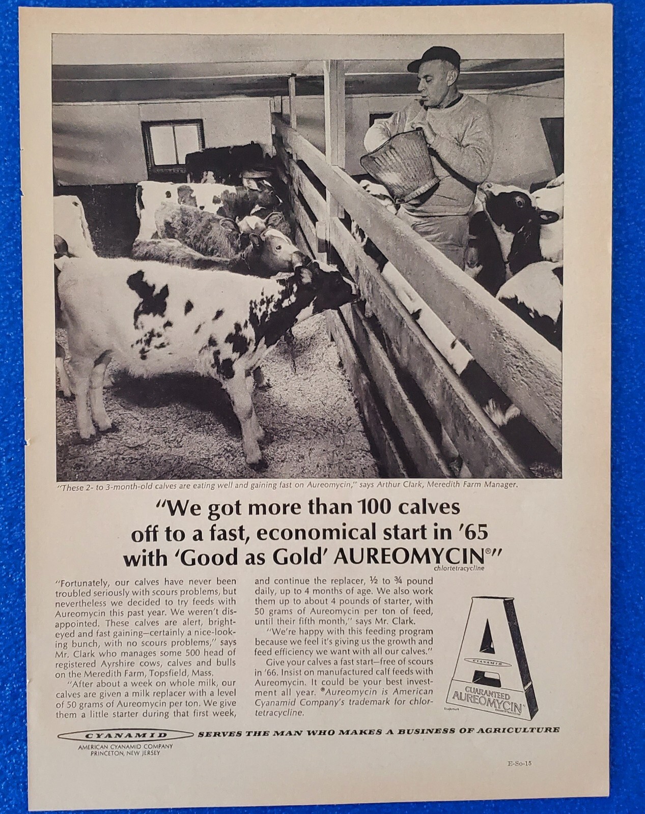 1965 AUREOMYCIN BY AMERICAN CYANAMID MANUFACTURED CALF FEEDS ORIGINAL PRINT AD