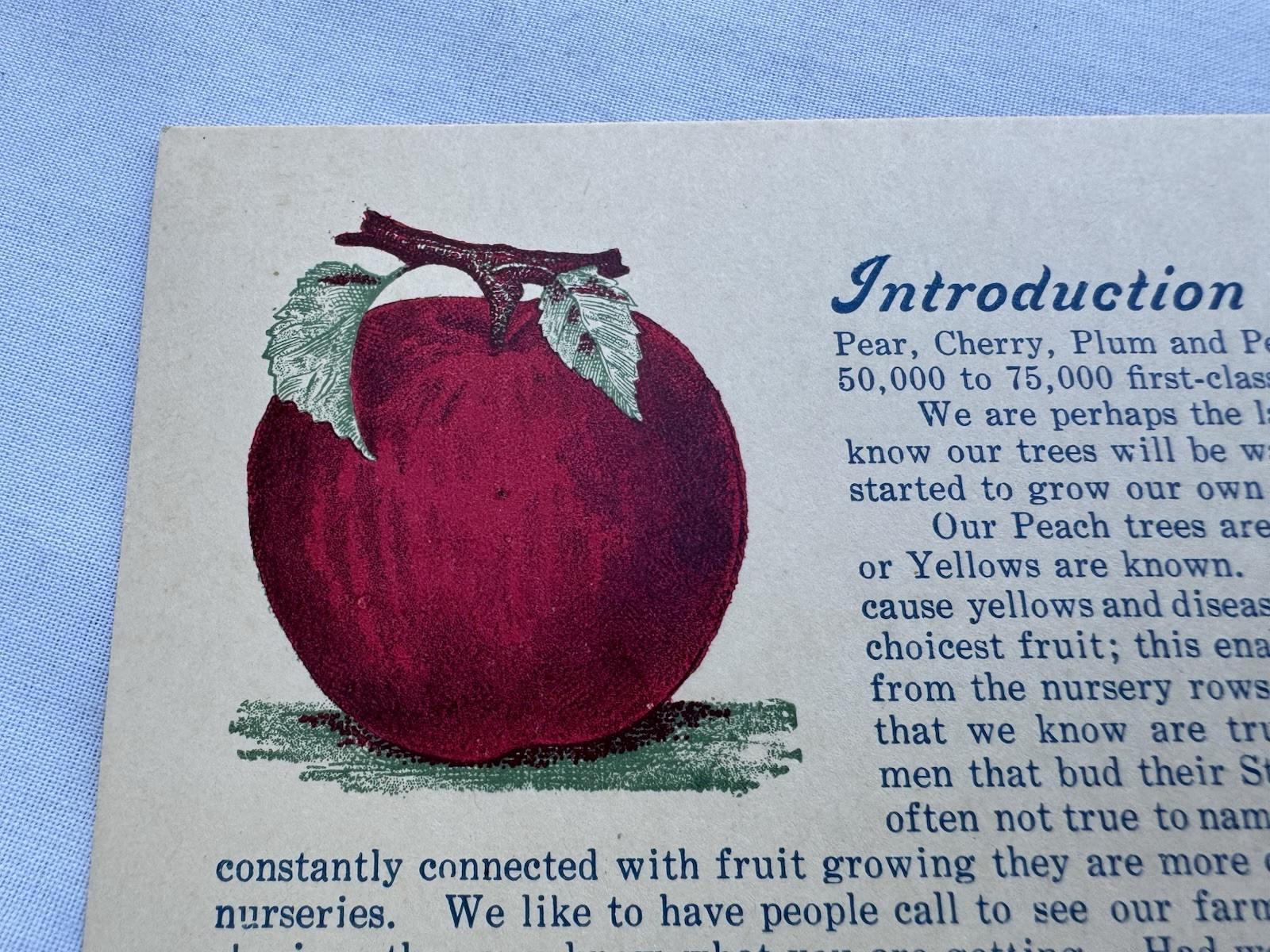 Vintage 1940&rsquo;s Sales Mailer Postcard J H Teat&rsquo;s Sons Williamson NY Peach Apple