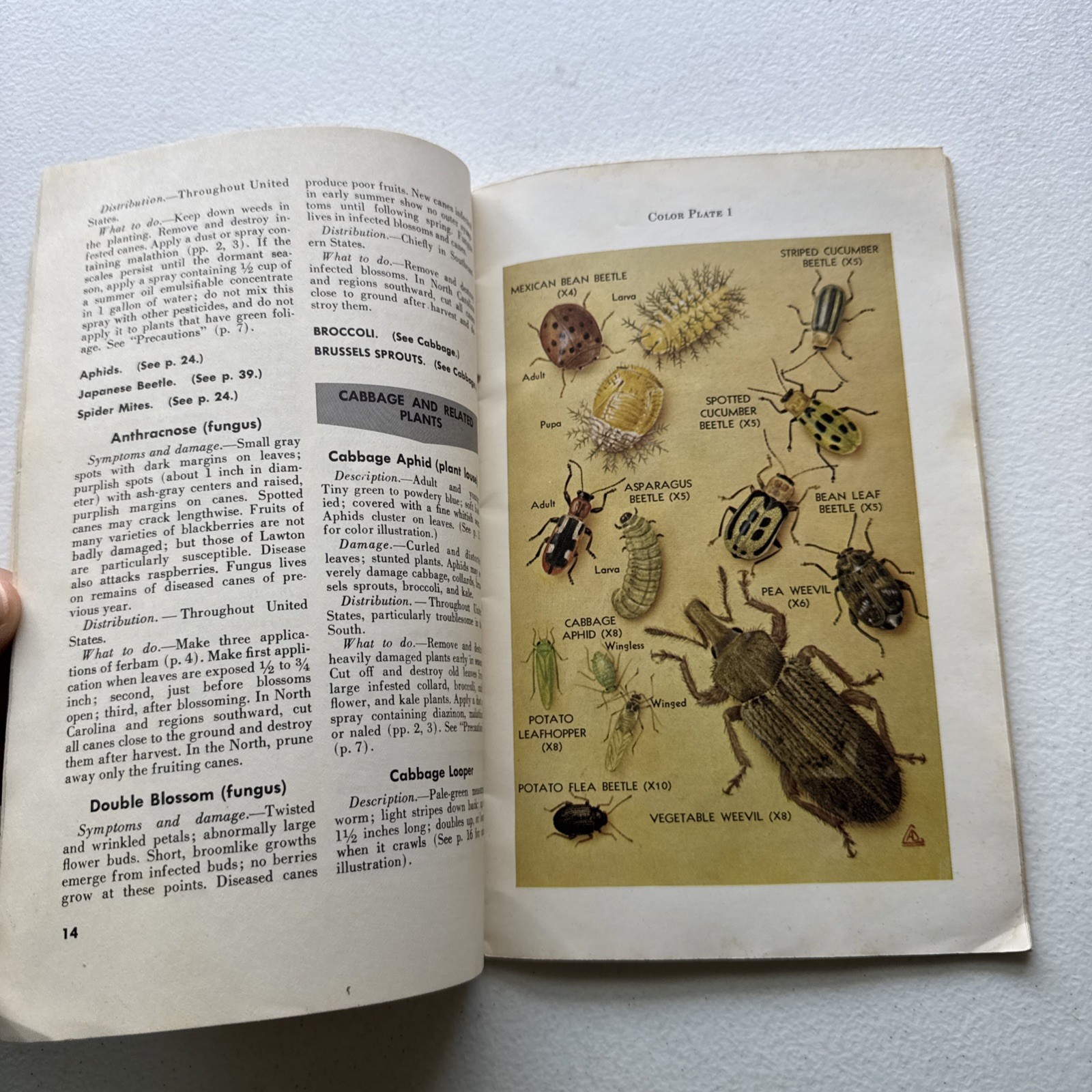 Insects and Diseases of Vegetables in the Home Garden USDA Bulletin No. 46