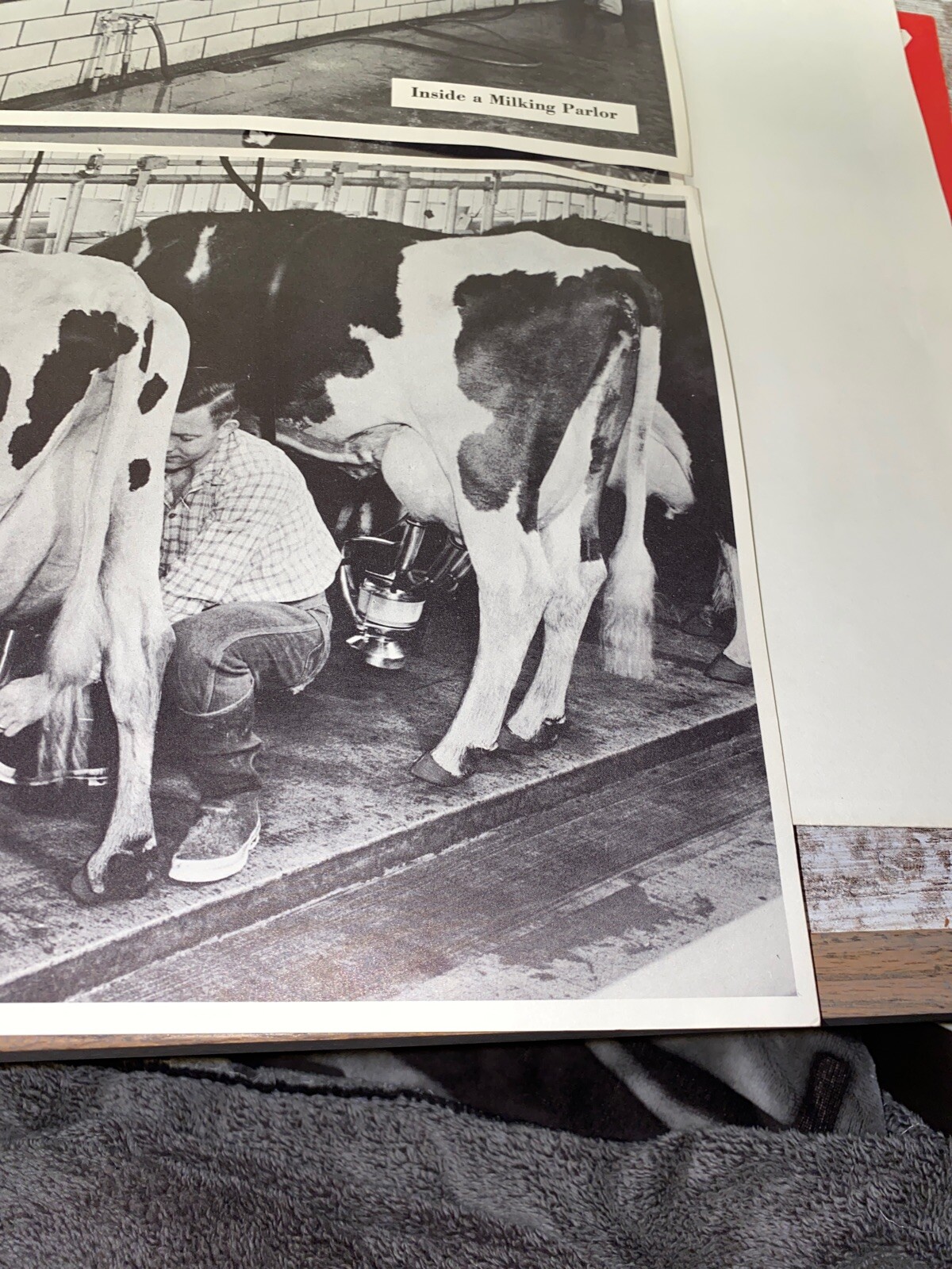 2 Vintage 9×13 Poster Black & White In A Milking Barn Inside A Milking Parlor