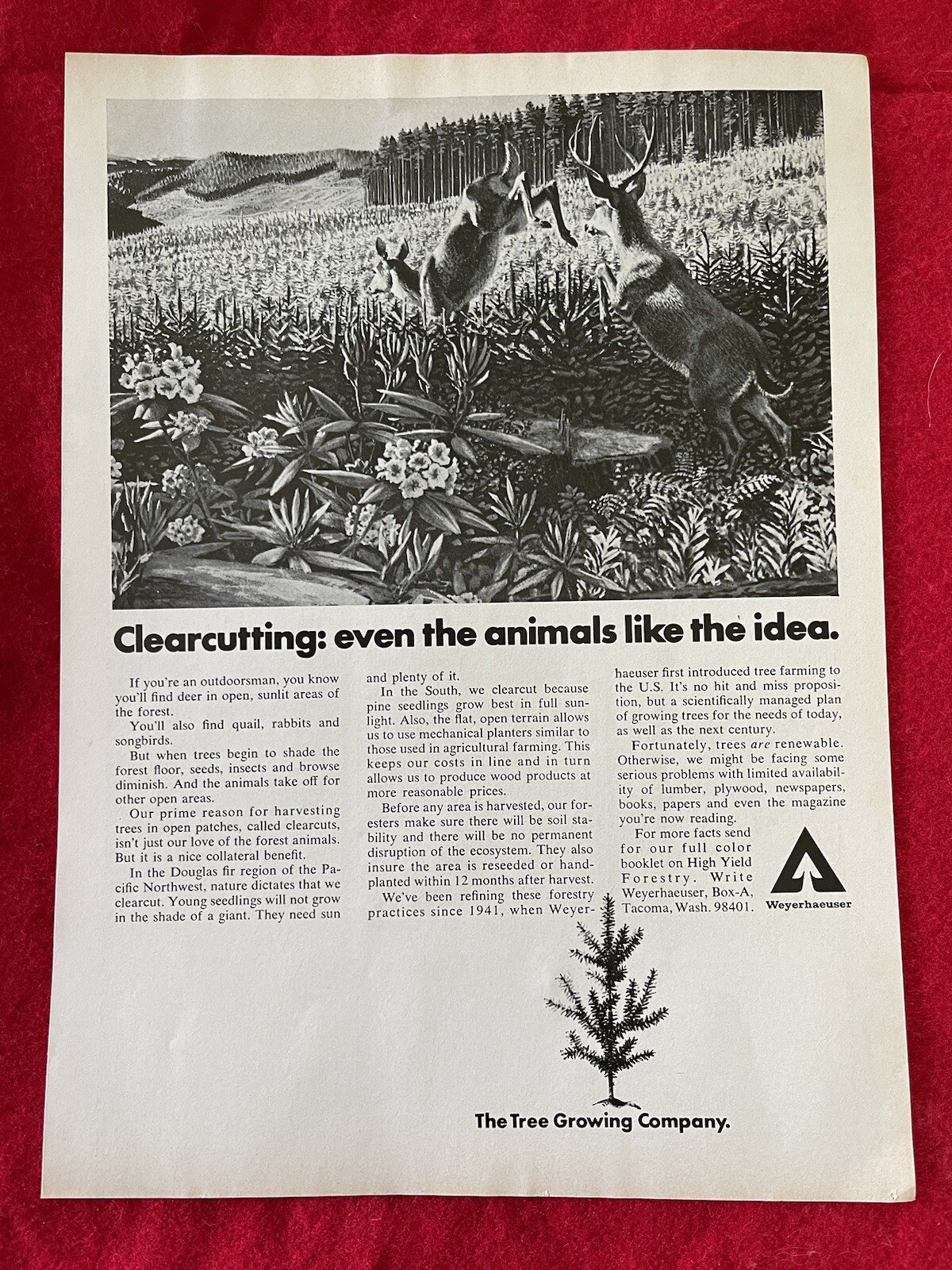 Vintage 1972 Weyerhaeuser Tree Growing Company Print Ad Clearcutting