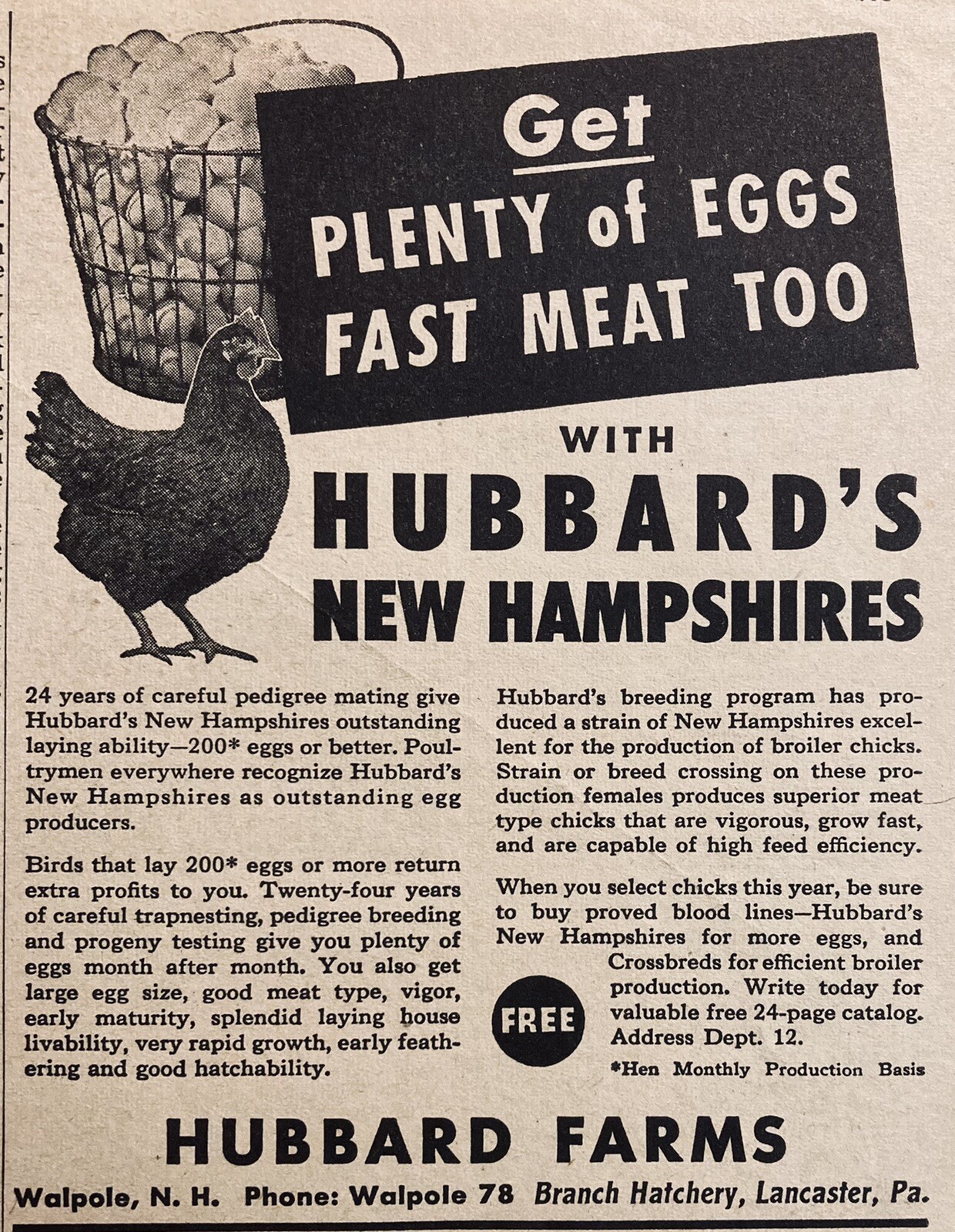 1951 AD.(XH59)~HUBBARD FARMS, WALPOLE, NH. HUBBARD’S NEW HAMPSHIRES CHICKENS