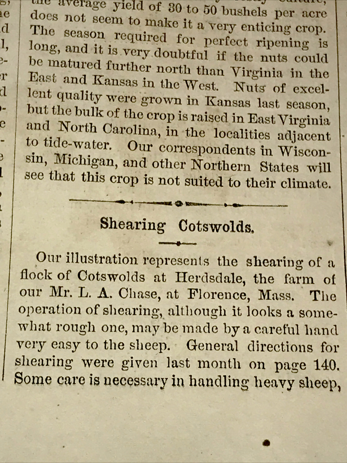 ORIGINAL 1872 Sheep Shearing Farm Engraving Advertising & Article