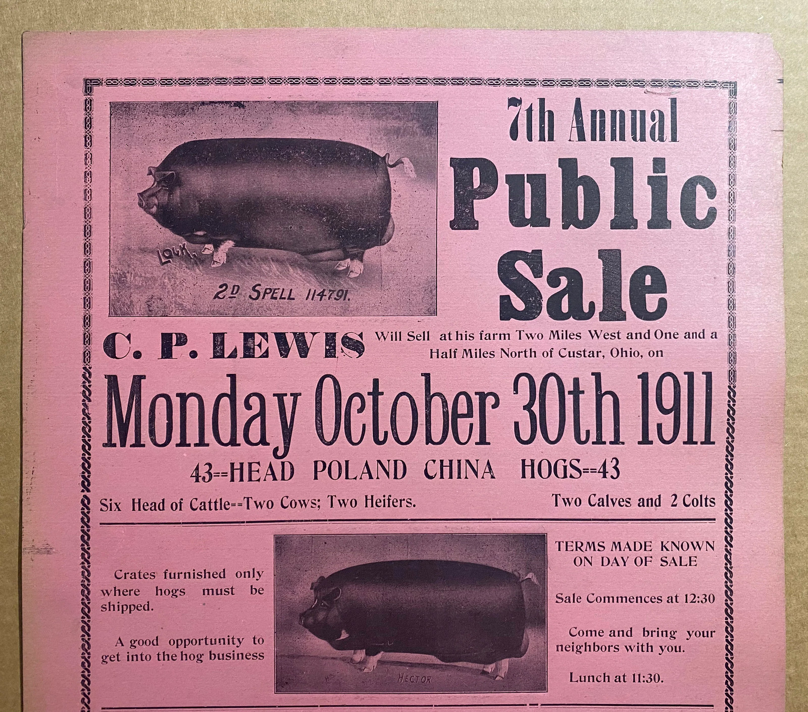 1911 Ohio Farm Auction Illustrated Broadside Poster Poland China Hogs Antique