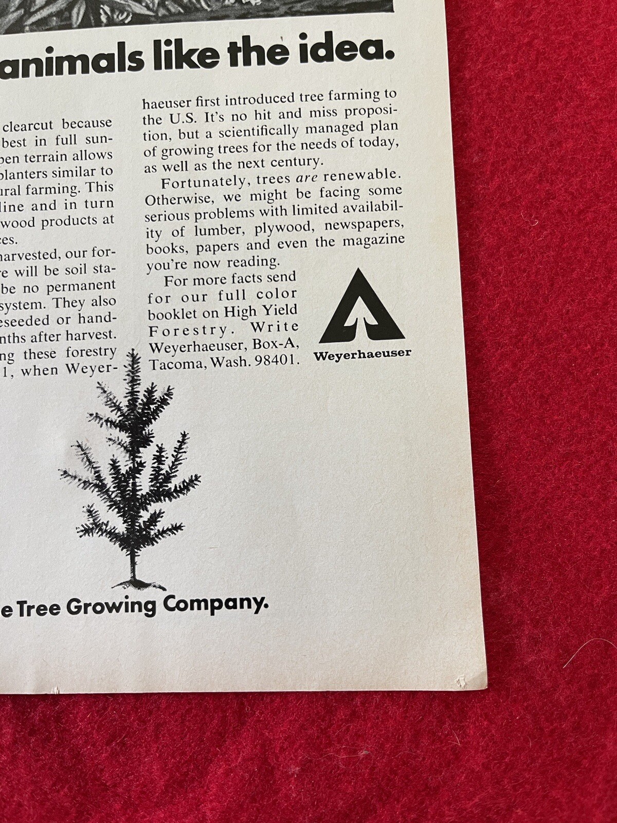 Vintage 1972 Weyerhaeuser Tree Growing Company Print Ad Clearcutting
