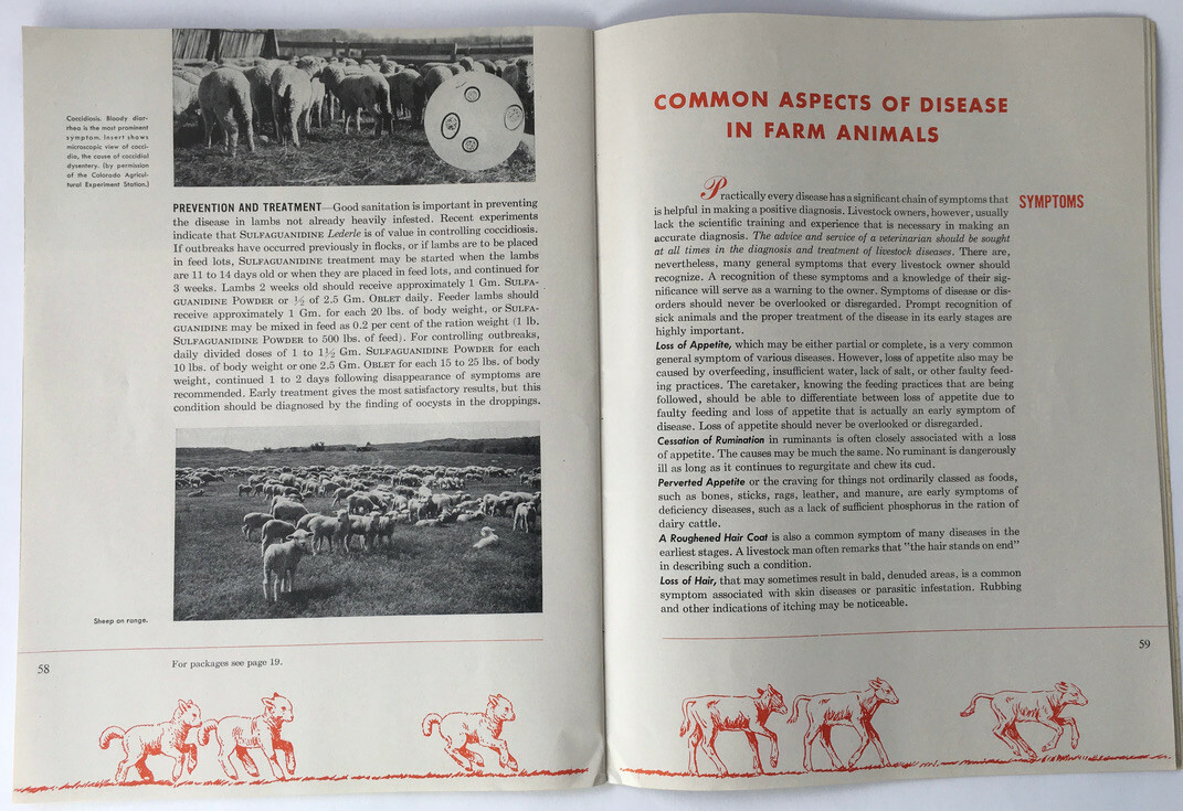 1947 Common Diseases of Livestock Lederle Laboratories Booklet Horses B&W Photos