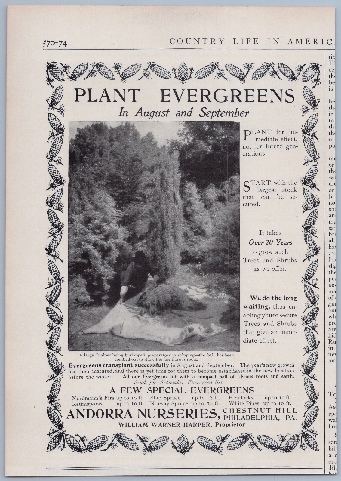 1906 Andorra Nurseries Ad Philadelphia PA Plant Evergreens Juniper Pine Summer