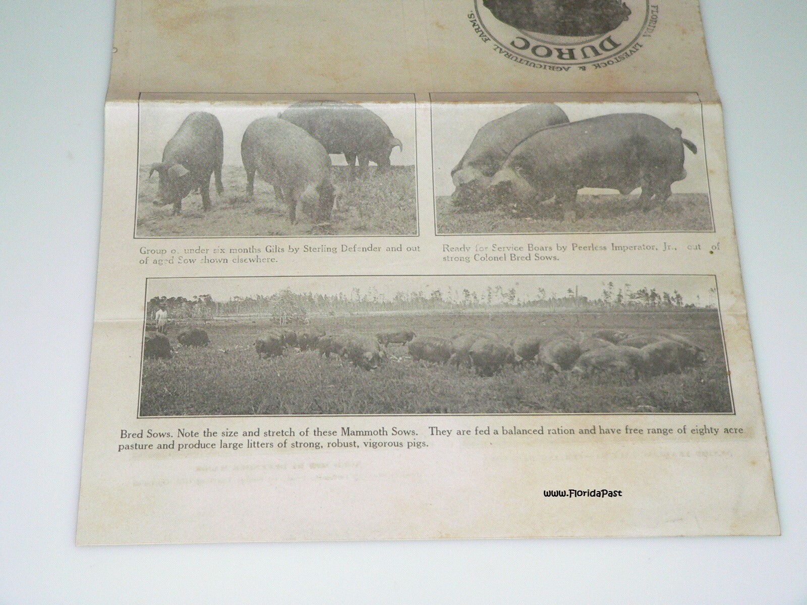 Early Duroc Jersey Hogs Munson, Florida Livestock & Agricultural Farms Brochure