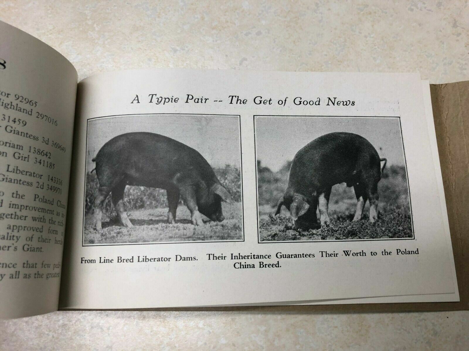 1929 Columbian Stock Farm Poland China Hog Brochure Kansas City, Missouri