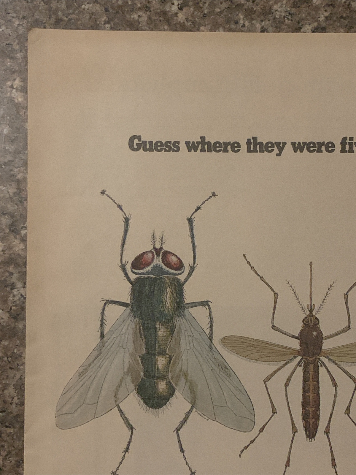 1971 Ortho Pest Control Chemicals PRINT AD House Fly Mosquito Cockroach VTG 70s