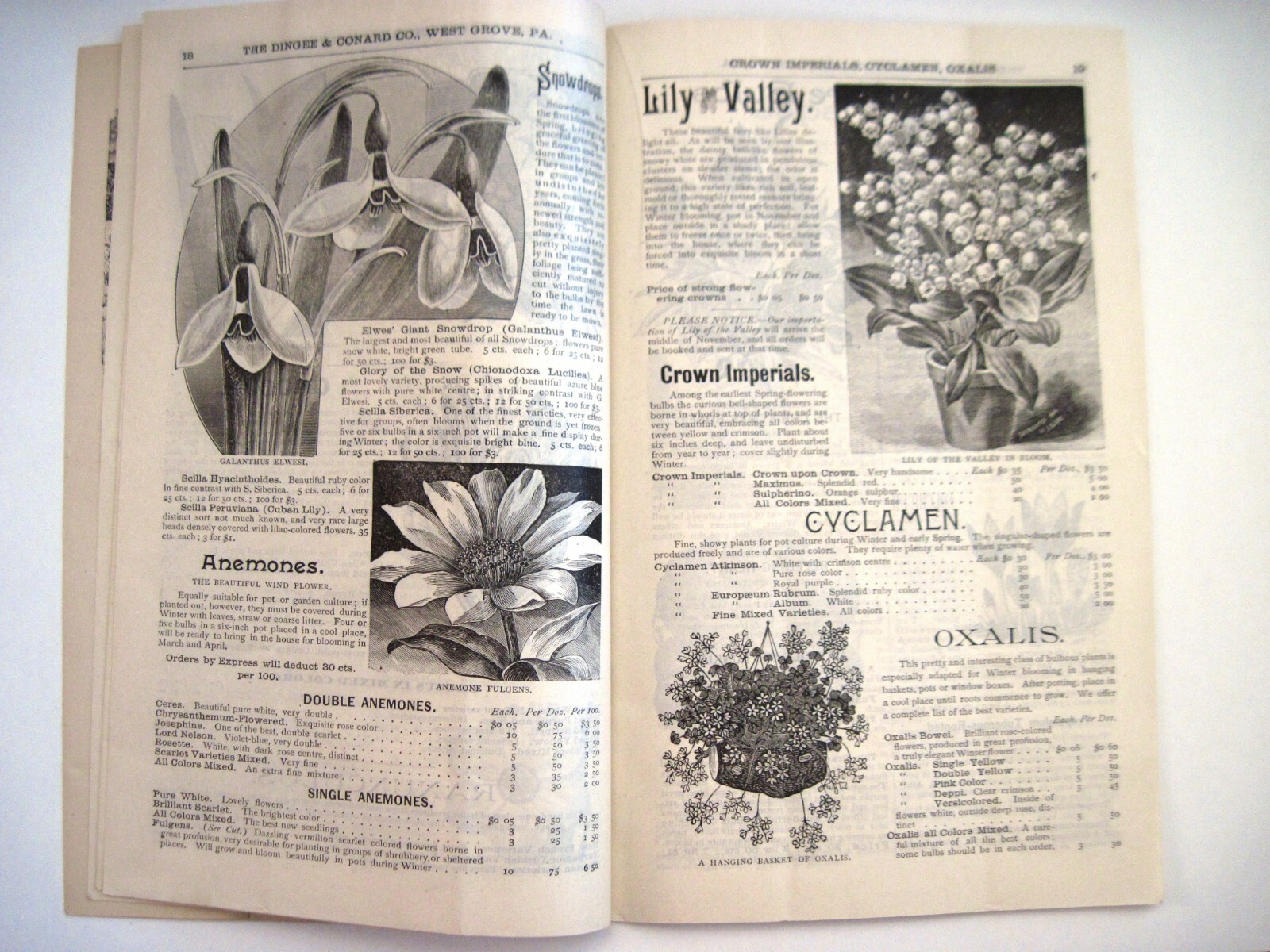1889 Catalog « New Autumn Guide » for Holland Bulbs, Roses & Lilies & Seeds *