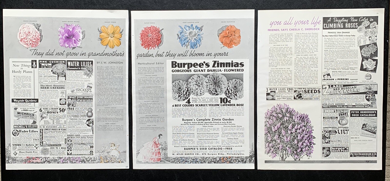 Vintage Burpee’s Ferry’s Gardening Flowers Seed Ephemera Prices Print Ads Read