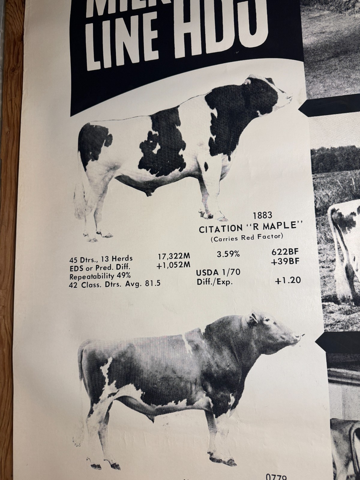 1970 Milk Line Bull Cow Dairy ABS American Breeders Service Advertising Poster