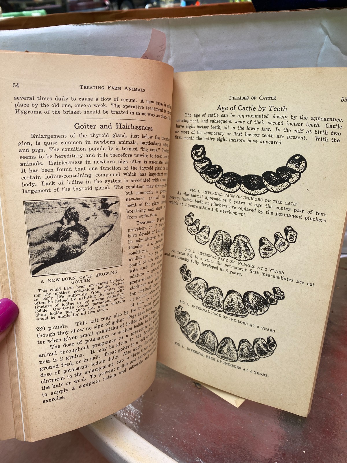 Vintage HOARD&rsquo;S DAIRYMAN How to Treat Common Ailments of Farm Animals 1935