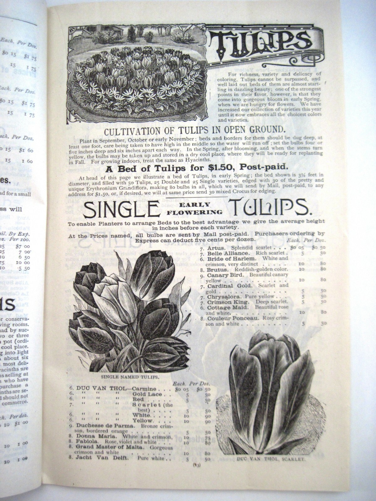 1889 Catalog « New Autumn Guide » for Holland Bulbs, Roses & Lilies & Seeds *