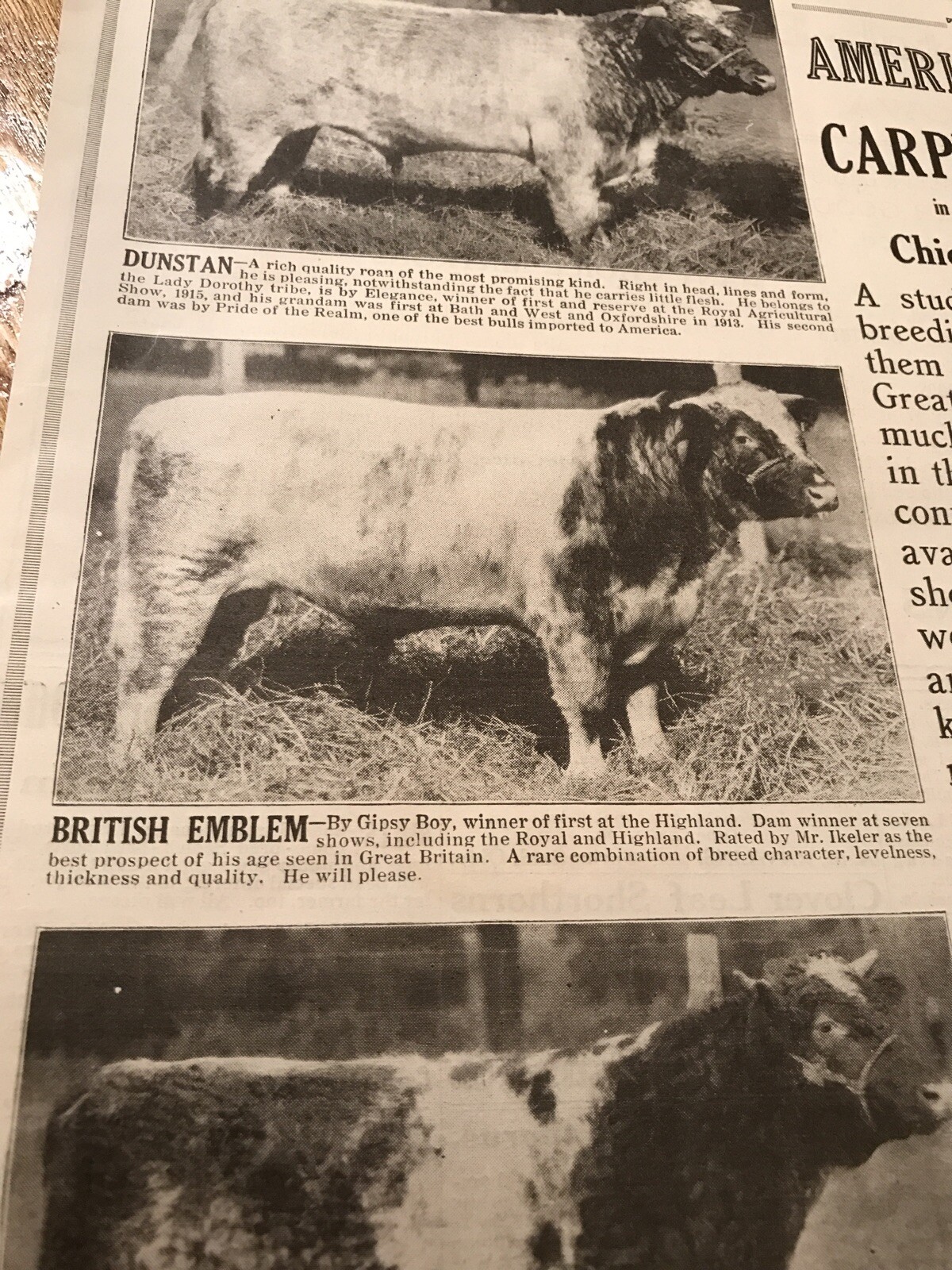 1917 Cattle Livestock Public Sale Poster – Mansfield – Ohio – Cow Advertising