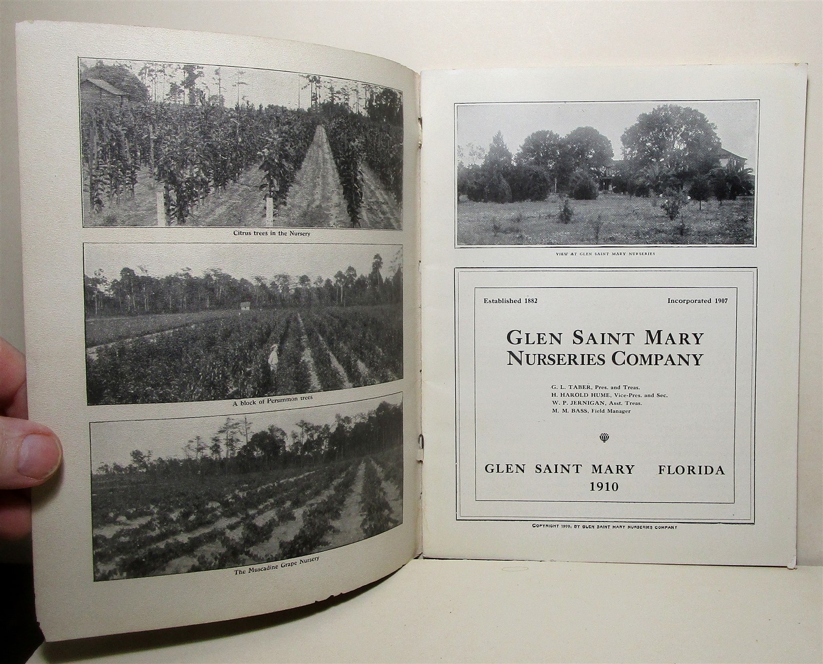 1910 Glen Saint Mary Nurseries catalog, Florida