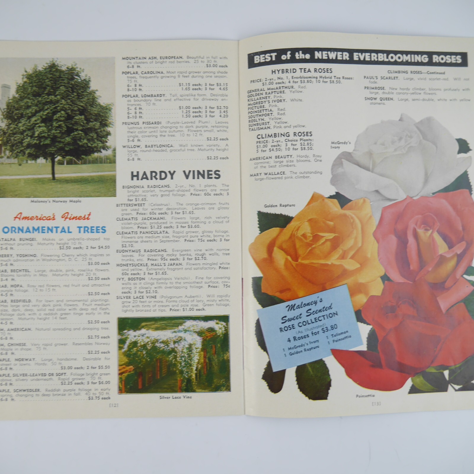 Vintage Maloney Bros Nursery Co Inc Catalog Dansville NY Orchard Tulips Print Ad
