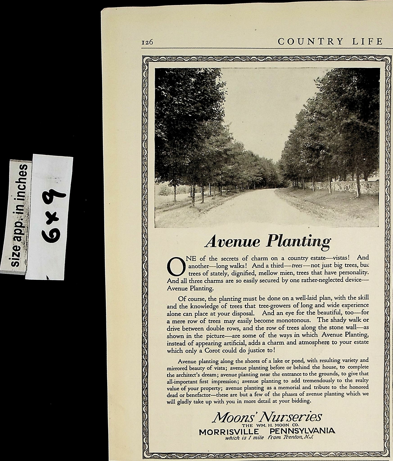 1919 Moon Nurseries Morrisville PA Avenue Planting Vintage Print Ad 6255