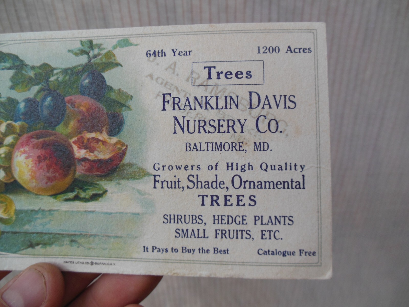 Vintage Advertising Card Sign Franklin Davis Nursery Co Trees Baltimore Maryland