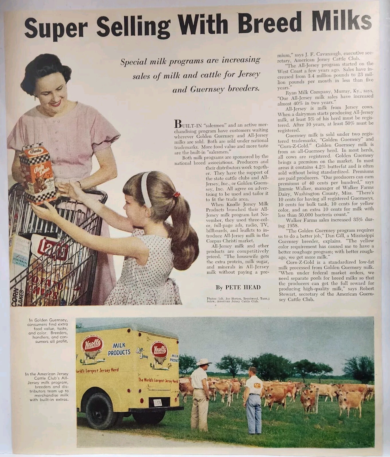 1959 Knolle Jersey Milk Golden Guernsey American Cattle Club Original Print Ad