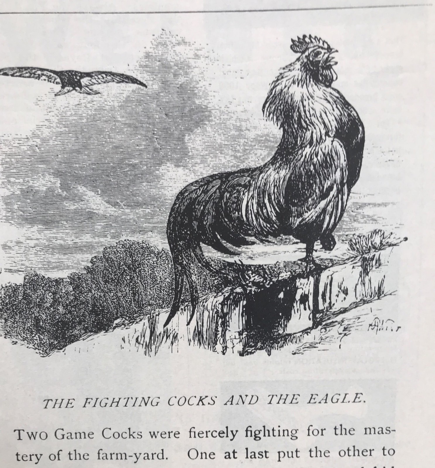 1955 MAY JULY TWO CACKLE & CROW POULTRY PAPER- MONTHLY JOURNAL, POULTRY INDUSTRY
