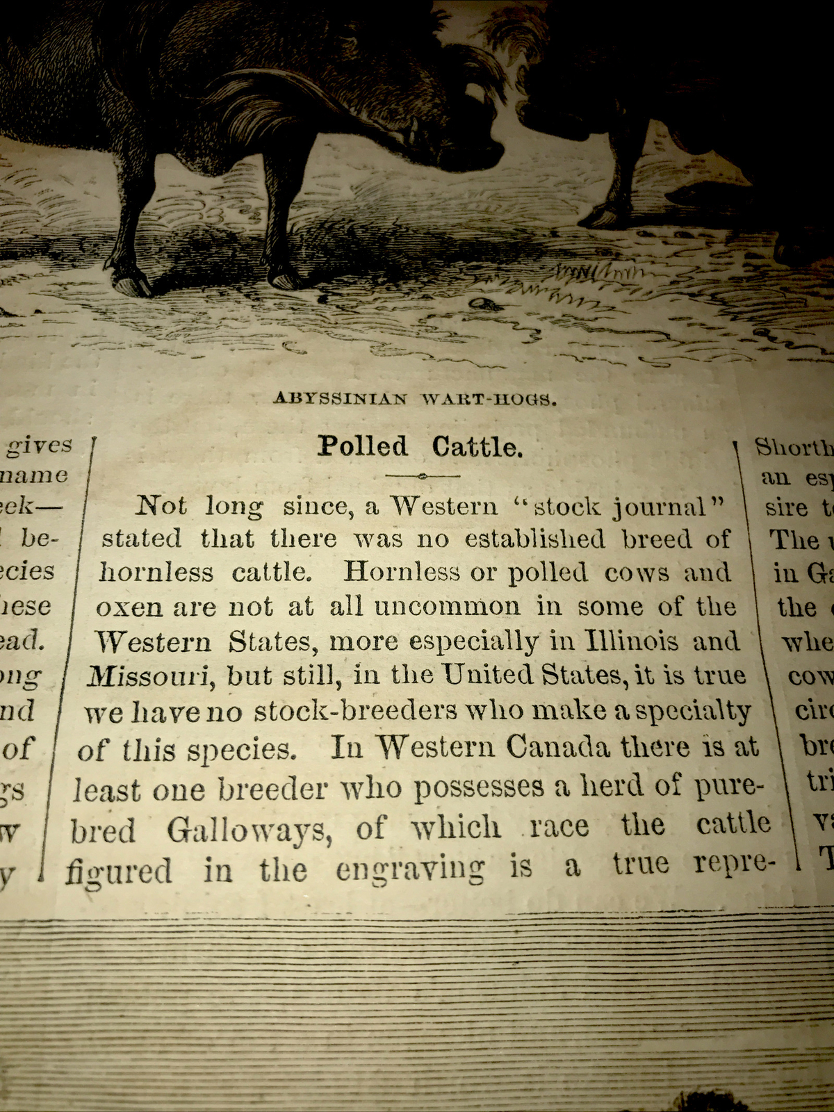 ORIGINAL 1872 Cattle & Hog Farm Engraving Advertising & Article