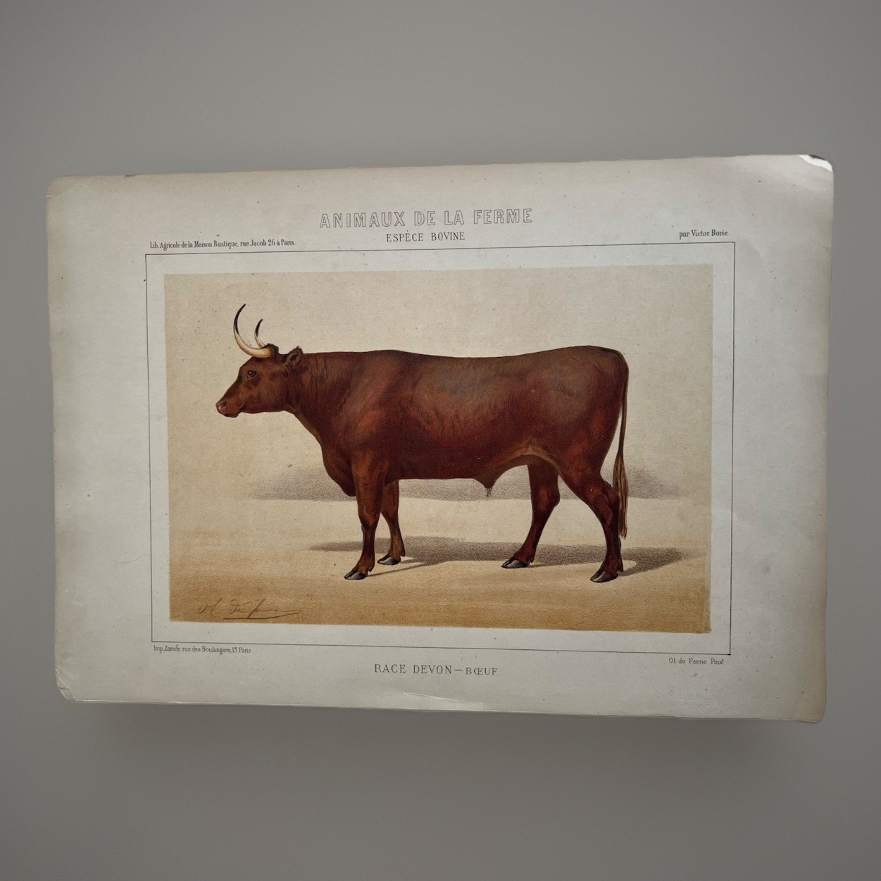 5 Lithographs Prints Of Bovine Species By Victor Borie (1818-1880) Farm Animals