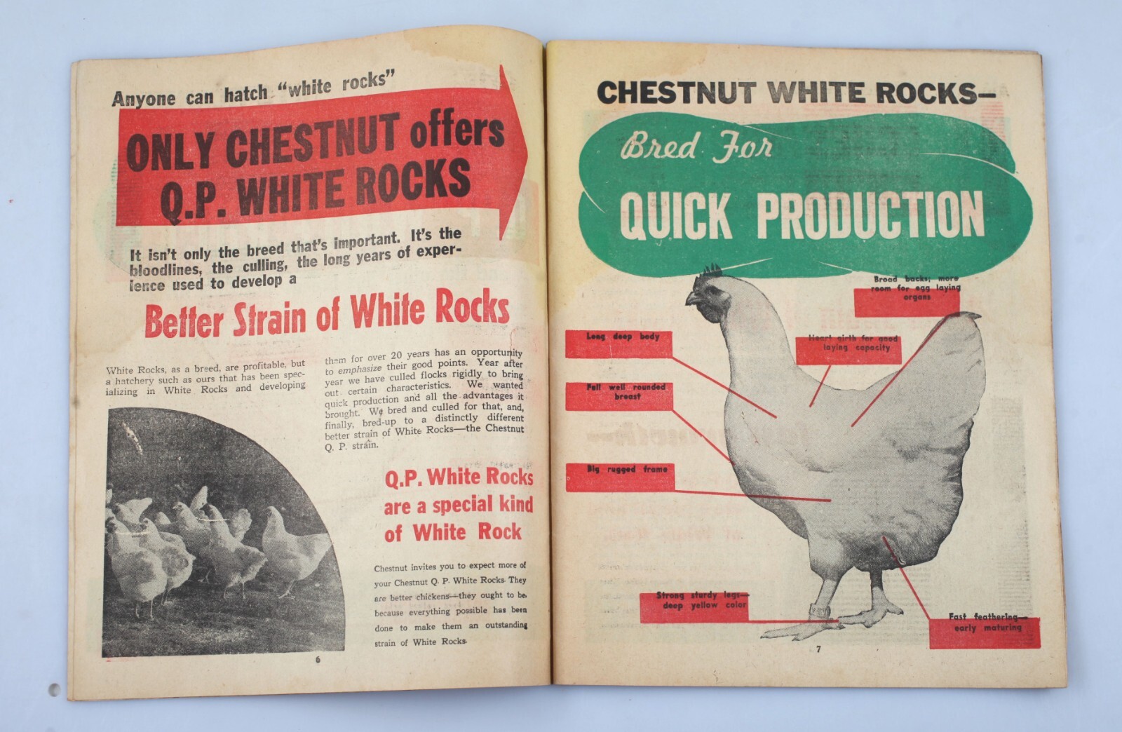 Vintage Newsprint Mailer Chestnut Hatchery Chicken Catalog Mt. Pulaski Illinois