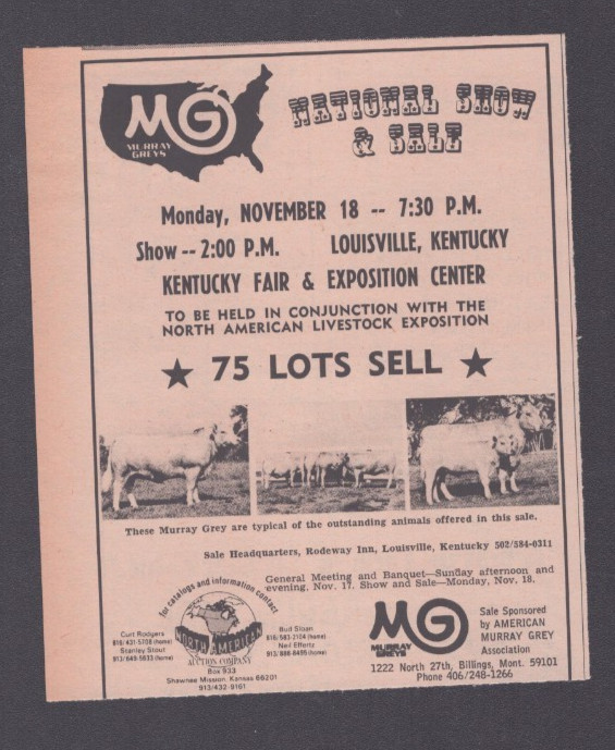 1974 Print Ad American Murray Grey Assn Billing Montana National Show & Sale