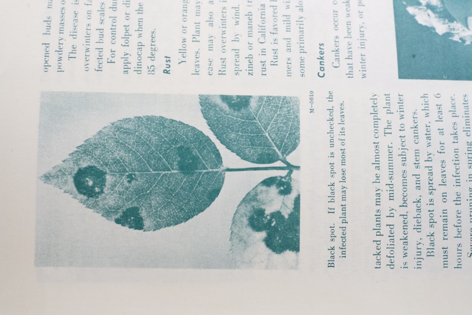 1972 Roses for the Home USDA Home and Garden Original Vintage Bulletin No. 25