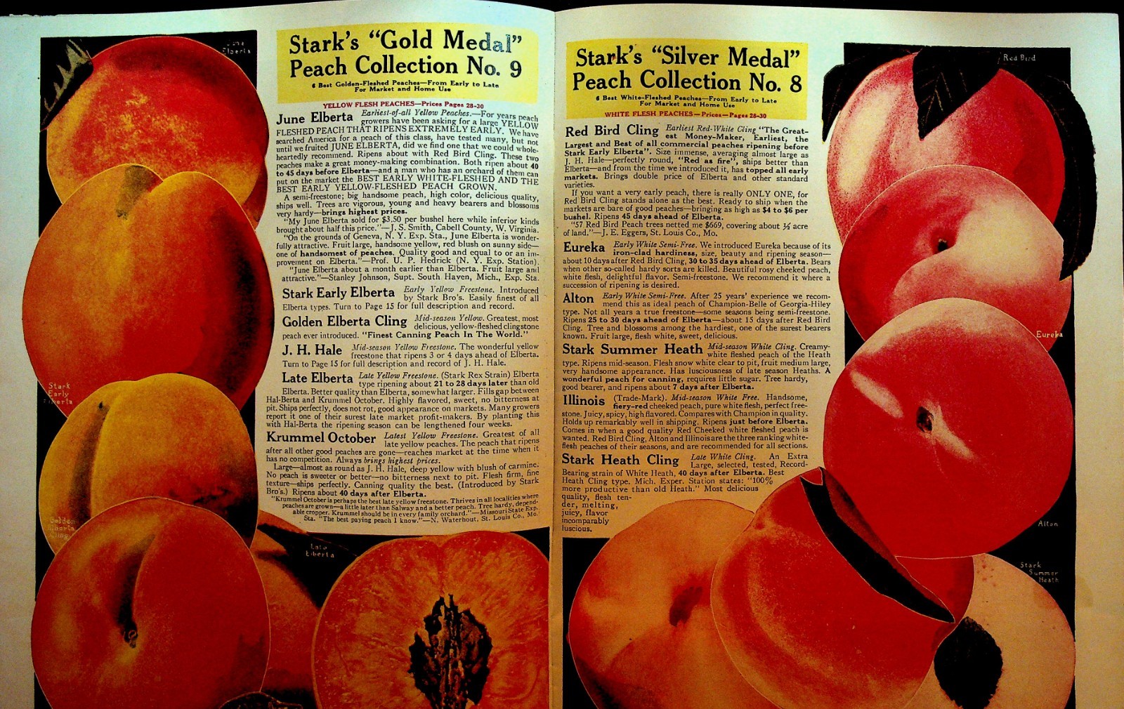 Stark 1937 Book of Fruits Catalog Stark Bros Nursery Louisiana Missouri