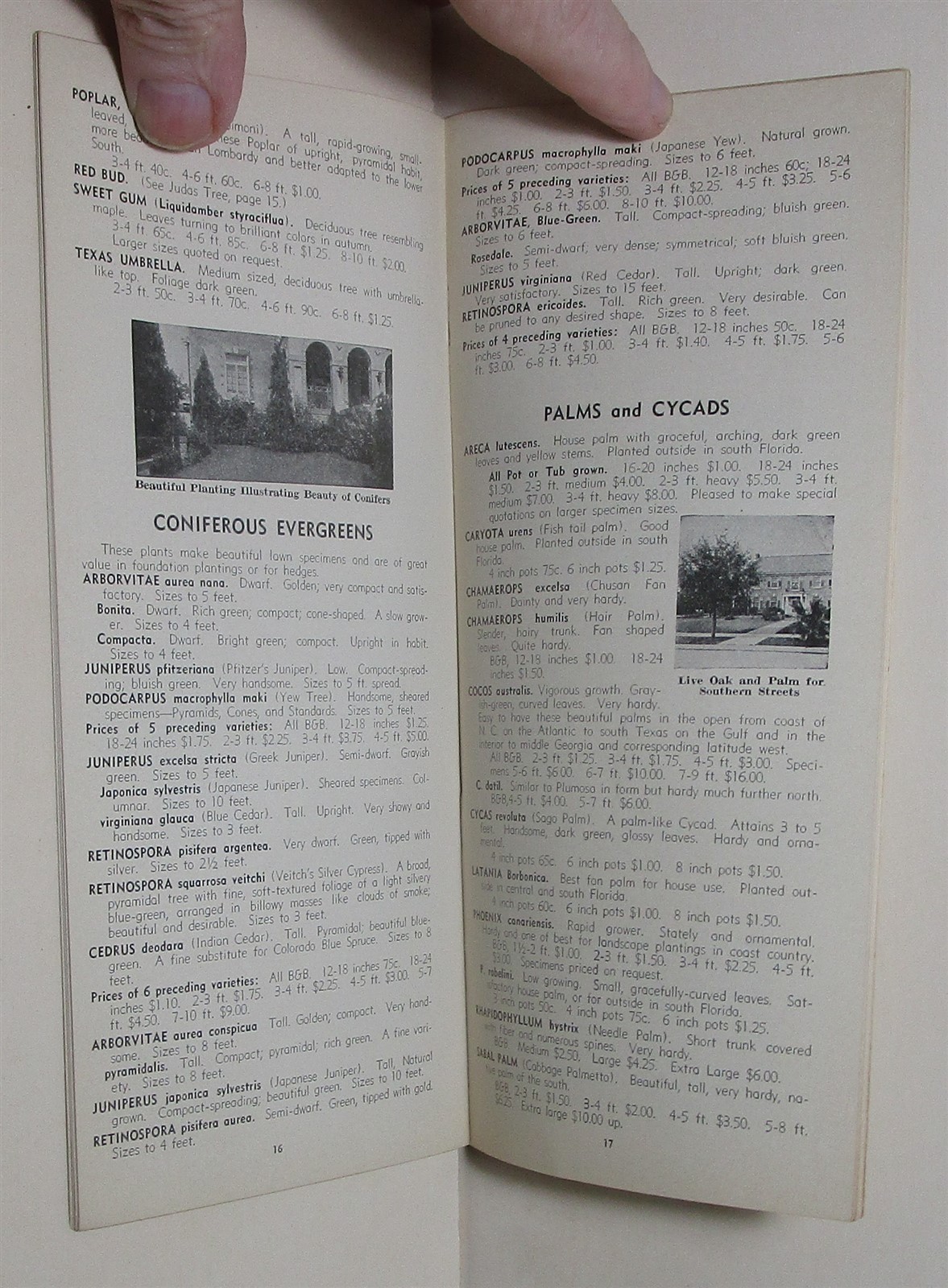 1936 Griffing&rsquo;s Nurseries tree & plant buyer&rsquo;s guide, Glen Saint Mary Florida