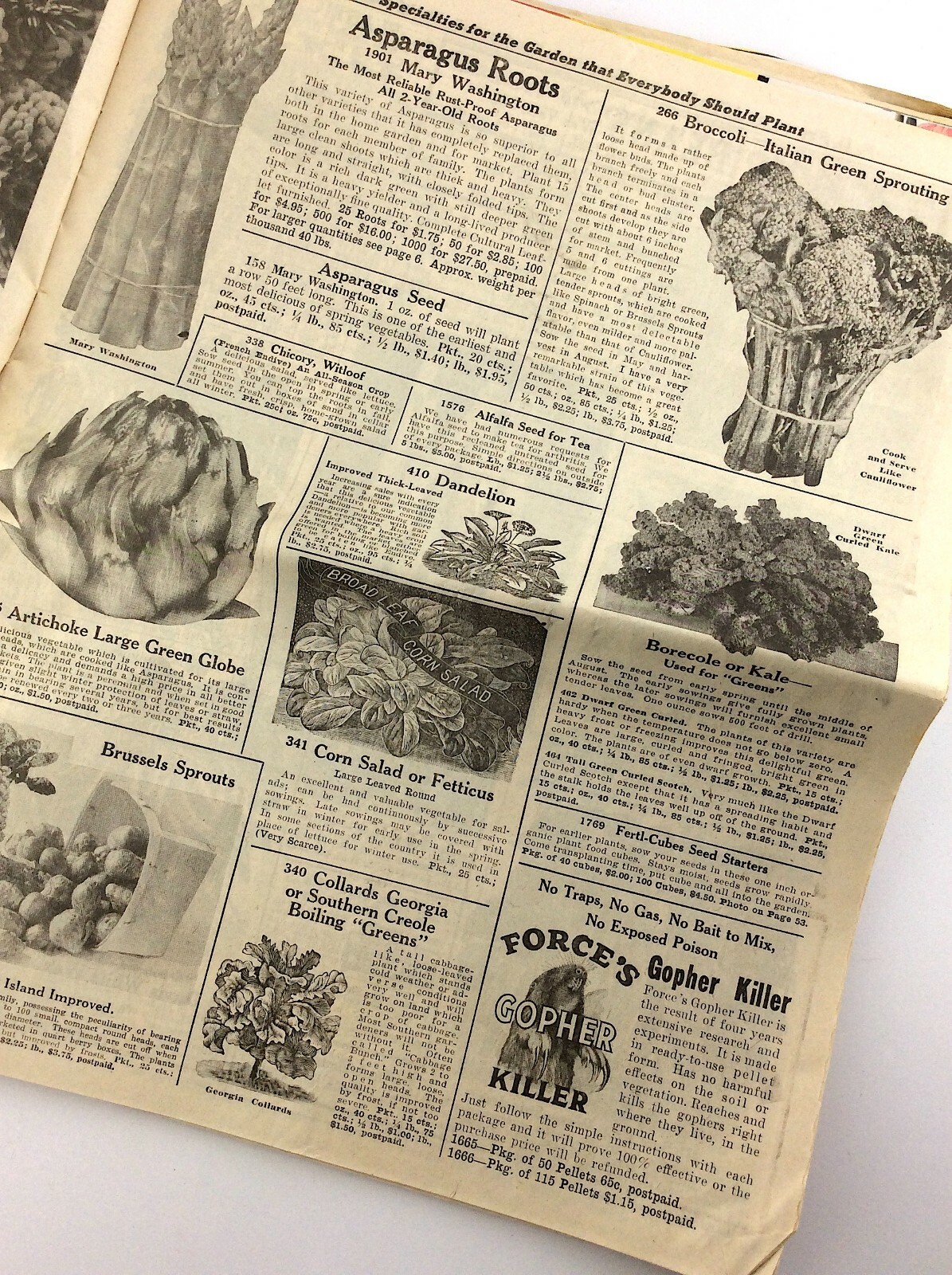RH Shumway Seedsman Rockford Illinois 1961 Plant Garden Seed Catalog Q381