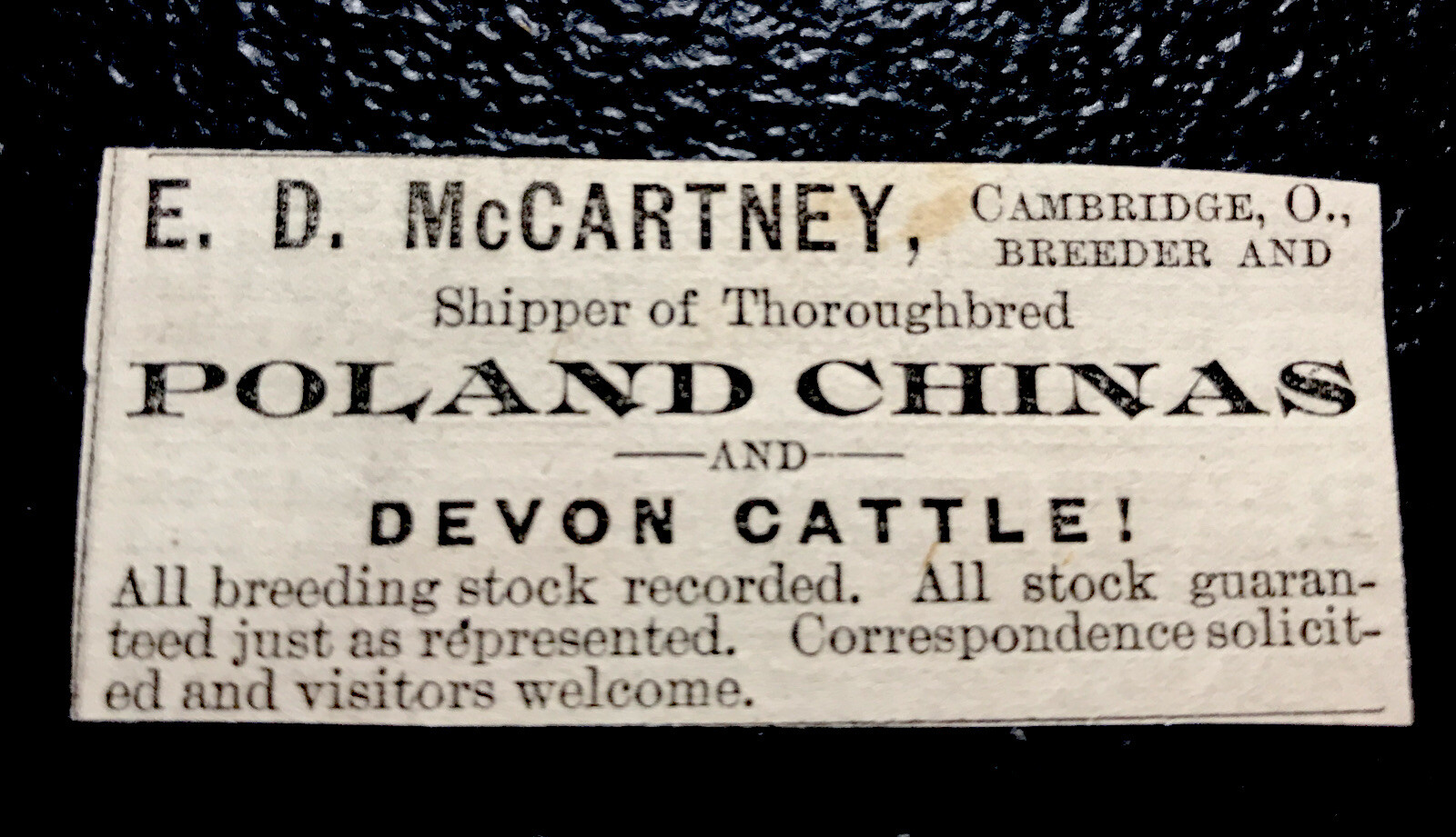 1886 E.D. McCartney Cattle Cow Hog Pig Farm Advertising – Cambridge – Ohio