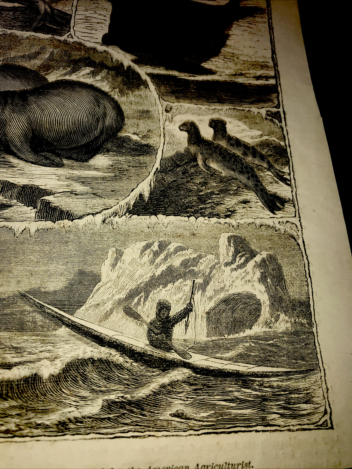 ORIGINAL 1873 ANIMALS OF THE SEAL FAMILY Engraving Advertising