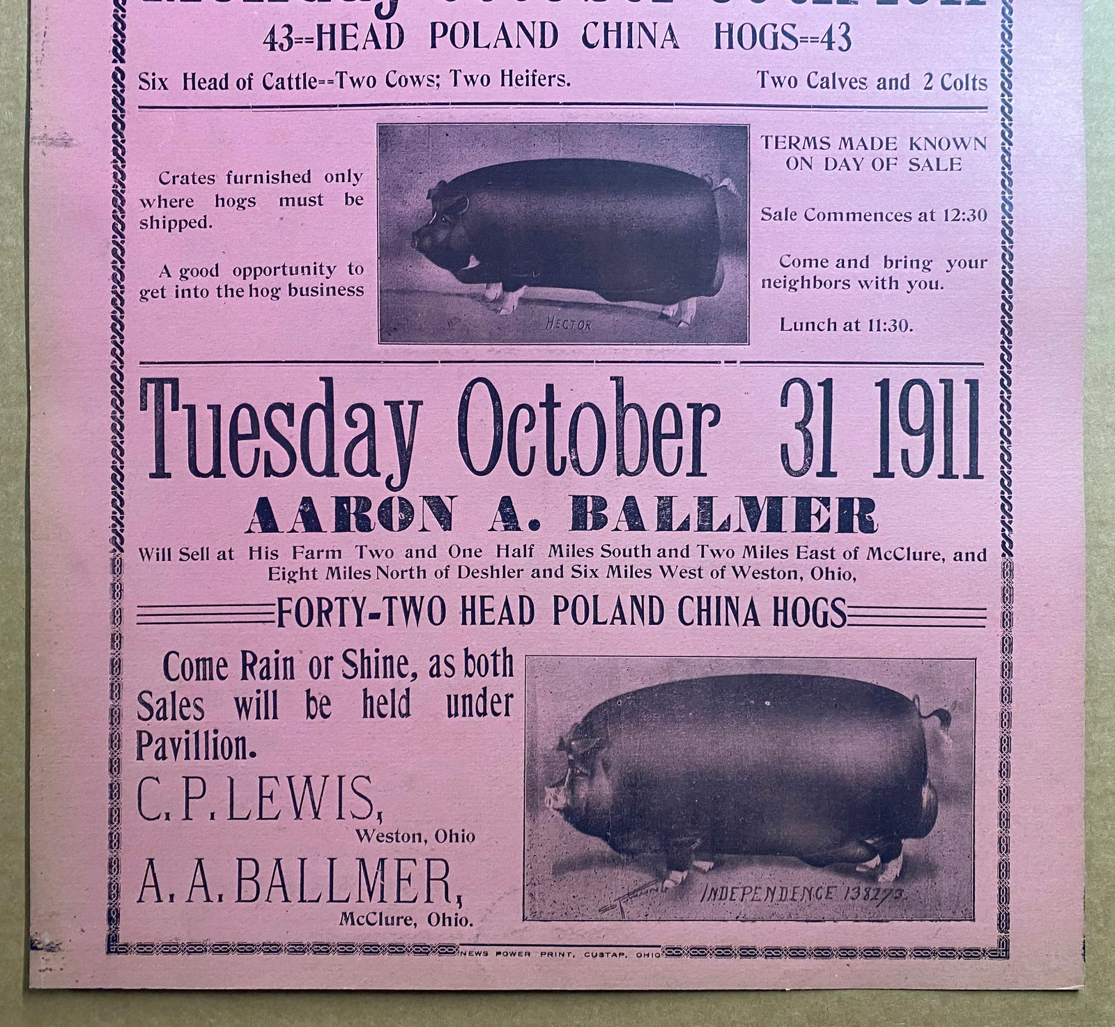 1911 Ohio Farm Auction Illustrated Broadside Poster Poland China Hogs Antique