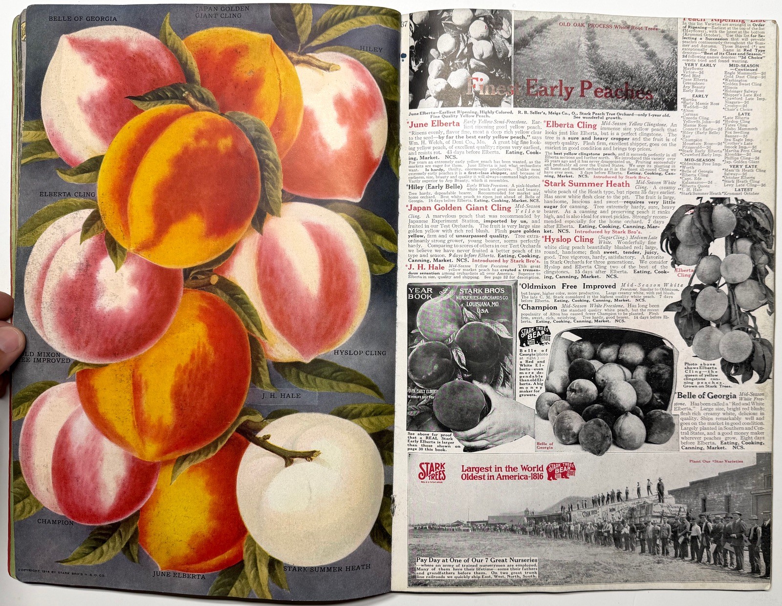 1922 STARK BROS 20TH CENTURY FRUITS NURSERY CATALOG GOLDEN DELICIOUS APPLE PEACH