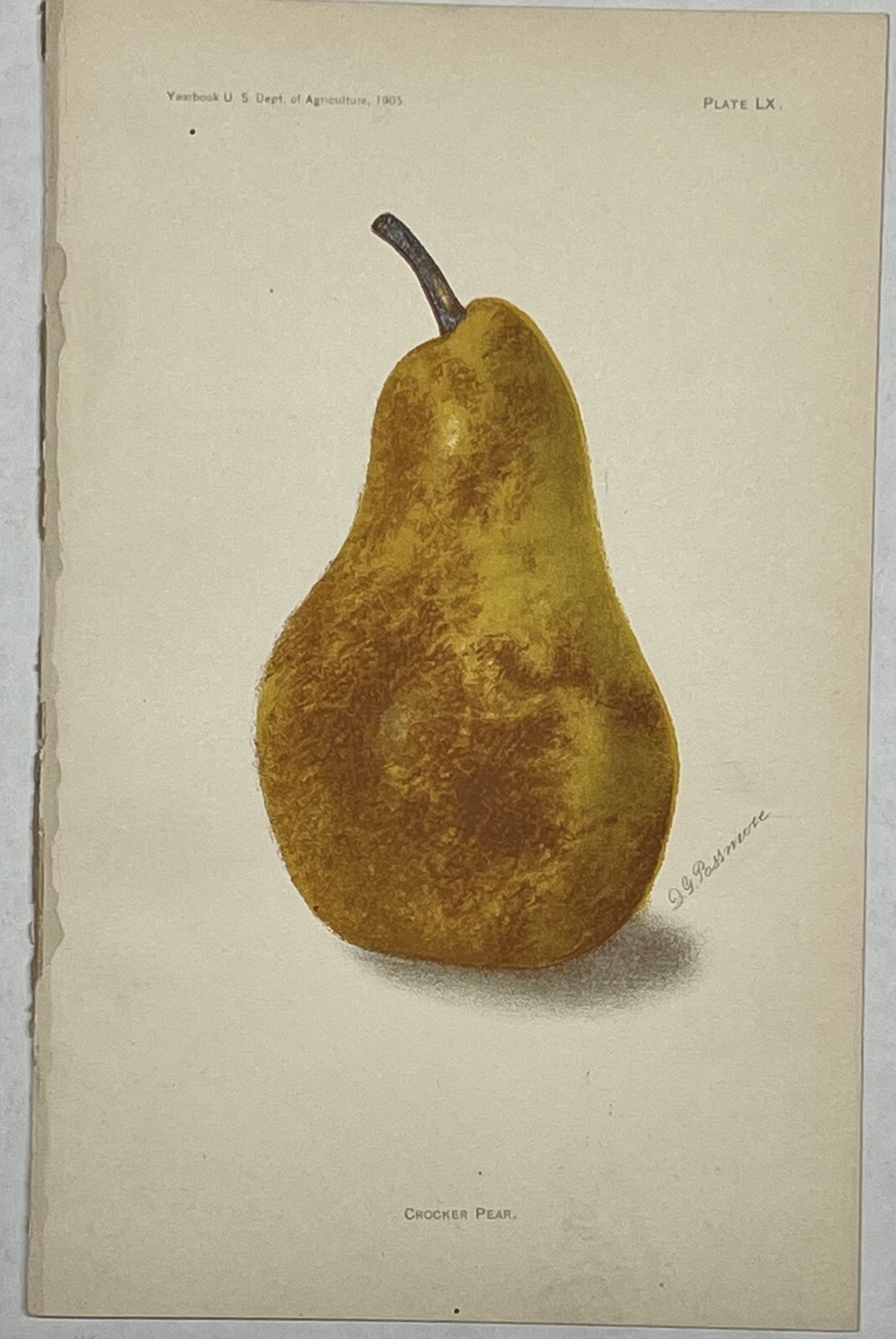 Original C1900 Print Lot,Pear,Peach,Persimmon,Plum,US Dept of Agriculture,Fruit