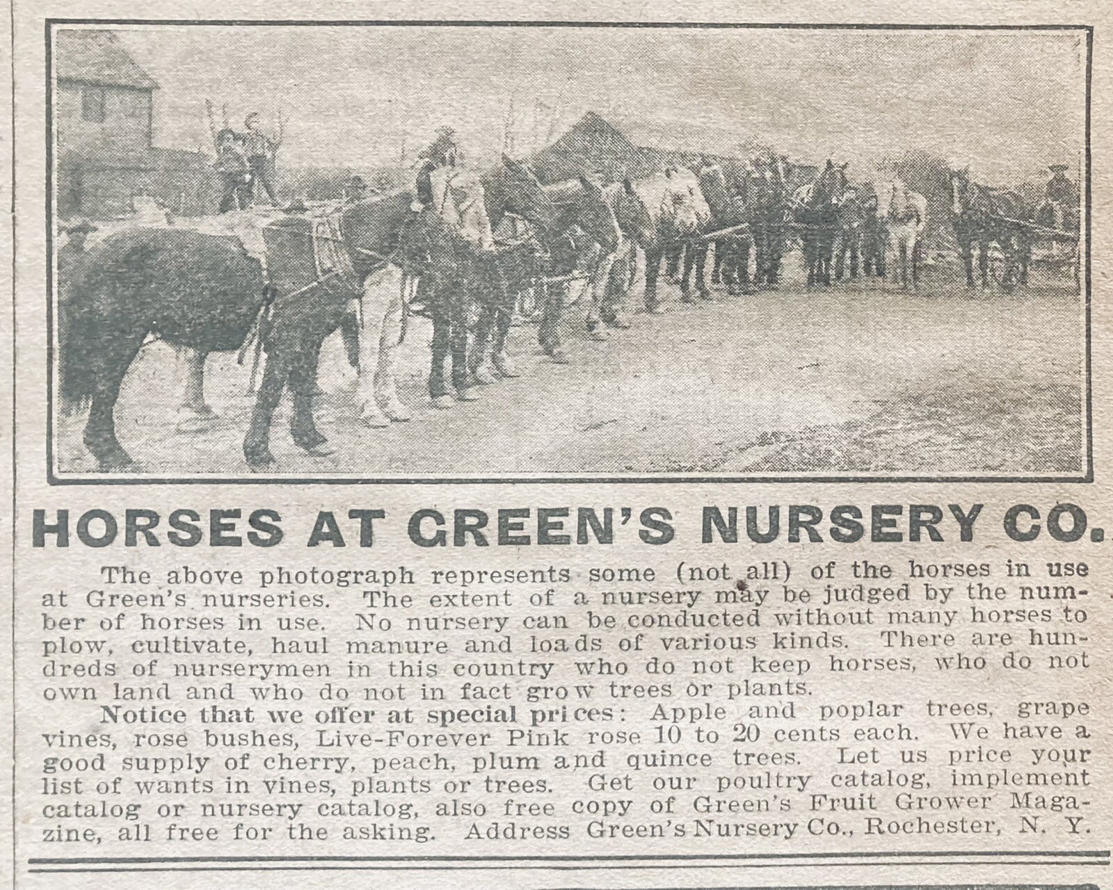 1906 AD(XH36)~GREEN’S NURSERY CO. ROCHESTER, NY. WORKING HORSES AT GREEN’S CO.