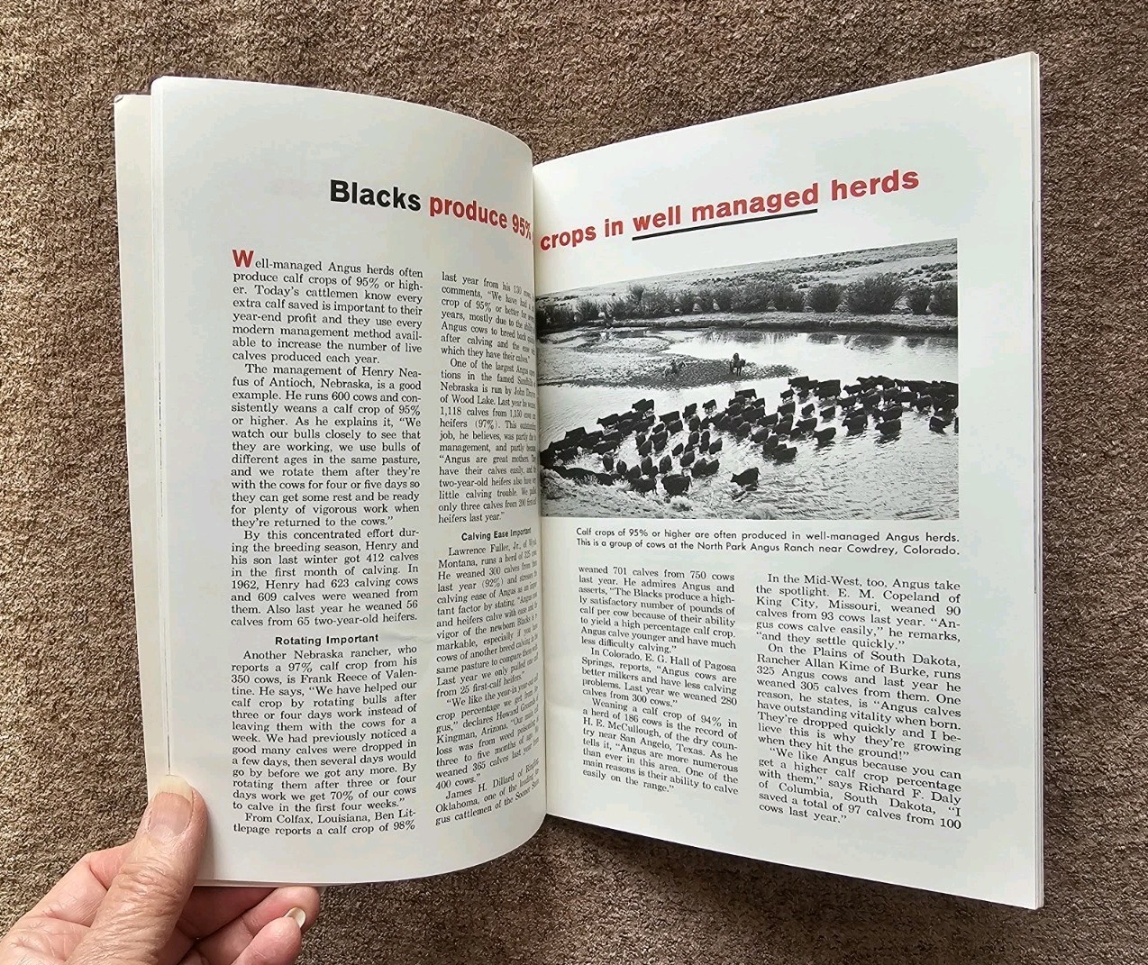 They&rsquo;re Worth More if They&rsquo;re Black, American Angus Association, Cattle Pamphlet