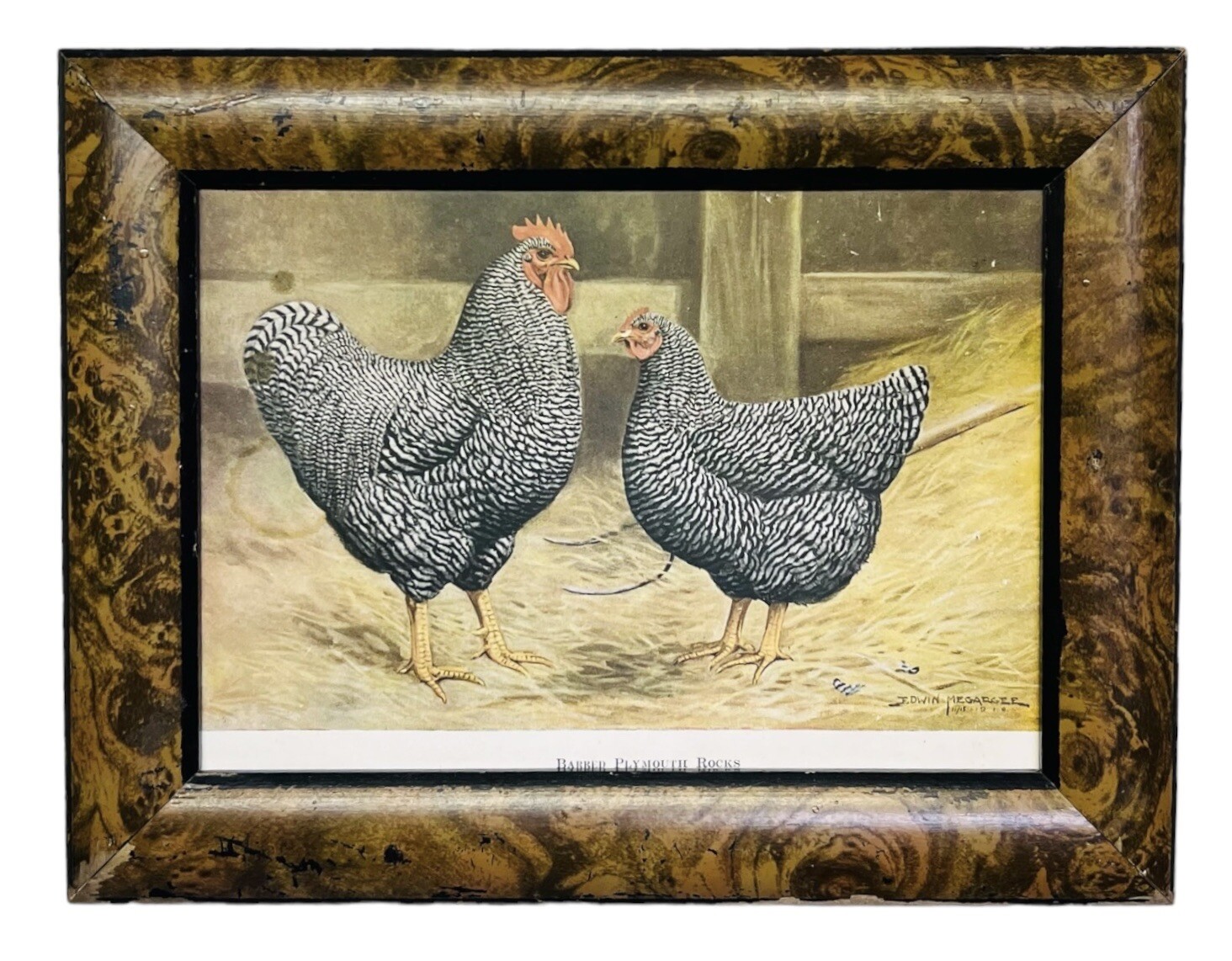 Vintage Barred Plymouth Rocks Framed Poultry Print Edwin Megargee No Glass As Is