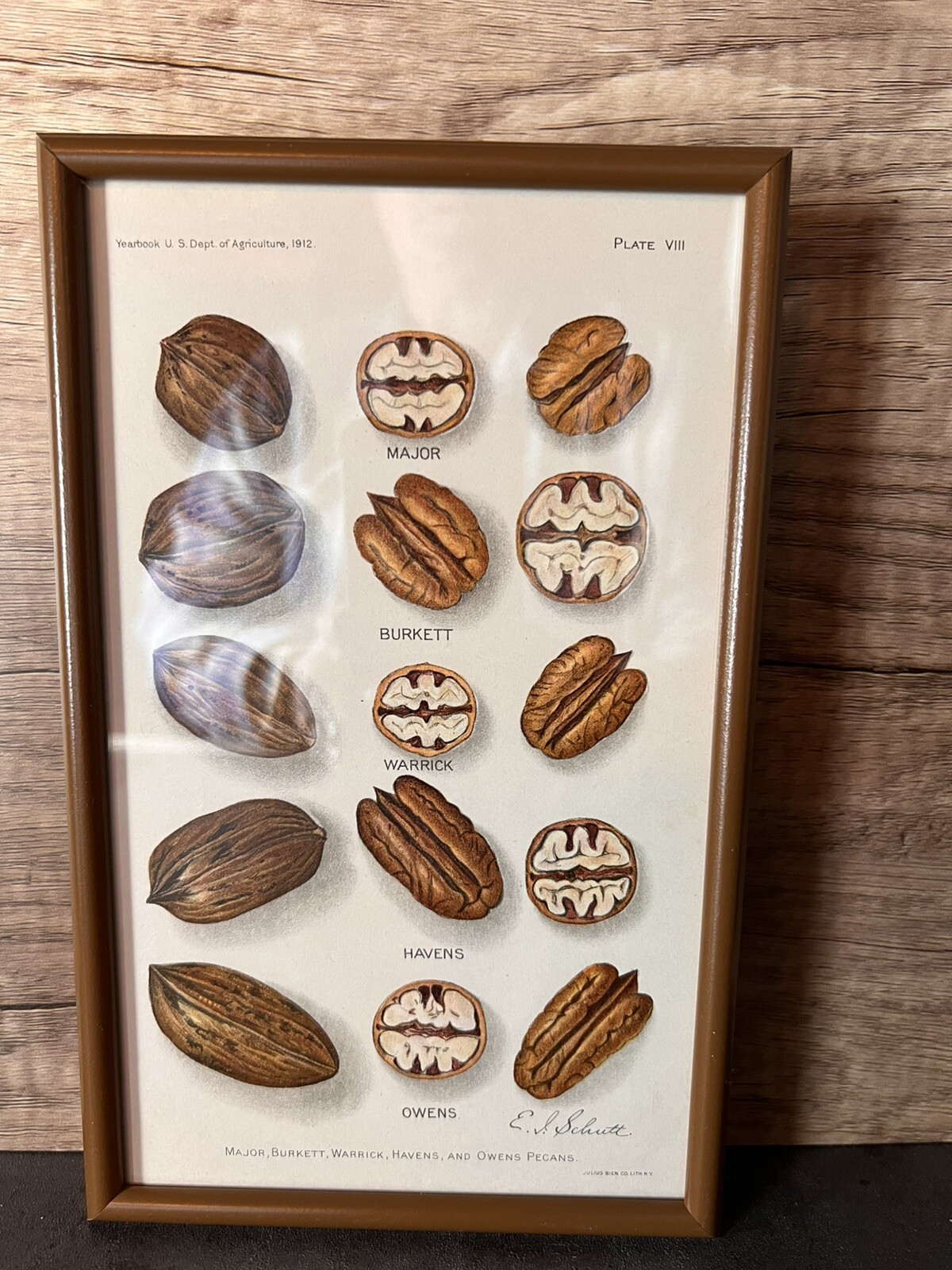 Vtg Yearbook US. Dept Agriculture Framed Pecans Lithograph Plate VIII E.L.Schutt
